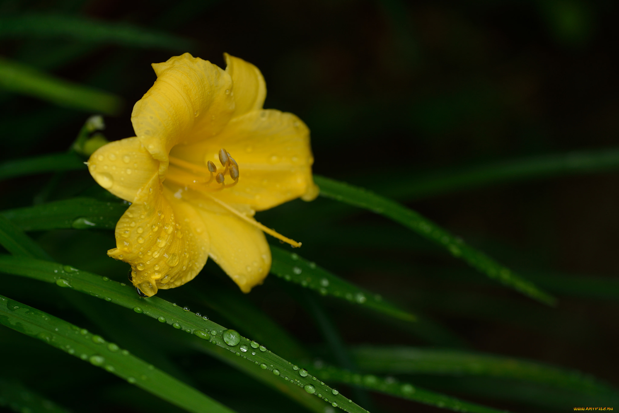 цветы, лилии, , лилейники, роса, жёлтый