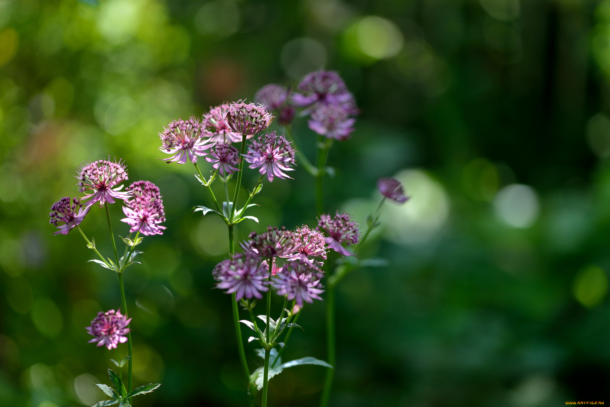 цветы, зелёный, фон, макро