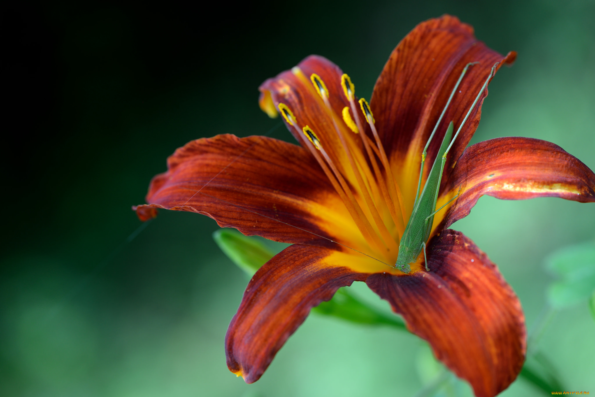 животные, кузнечики, , саранча, кузнечик, лилейник