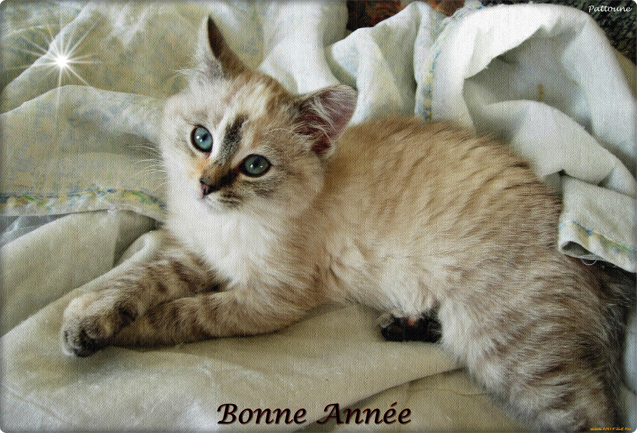 животные, коты, взгляд, мордочка, малыш, котёнок