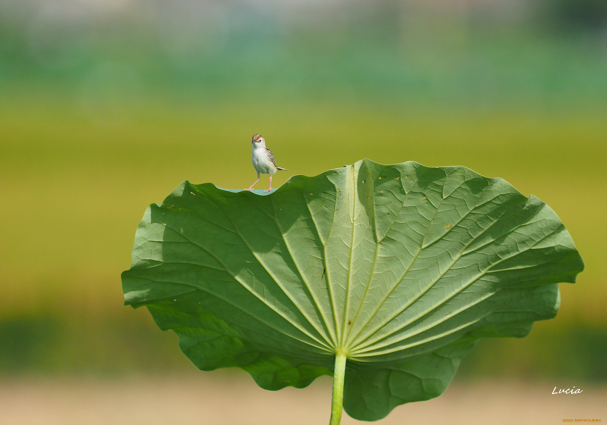 животные, птицы, лист, птица