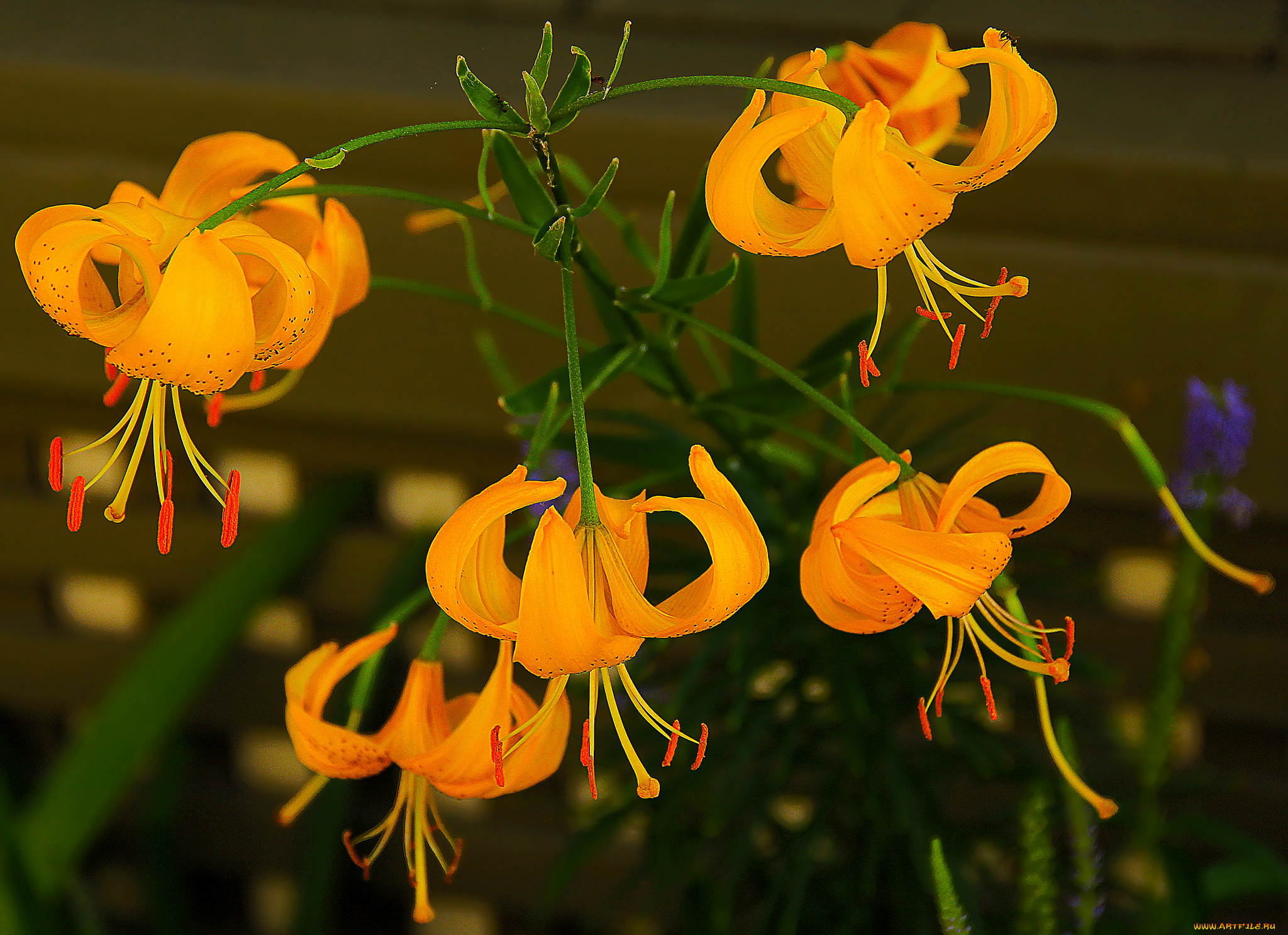 цветы, лилии, , лилейники, жёлтые