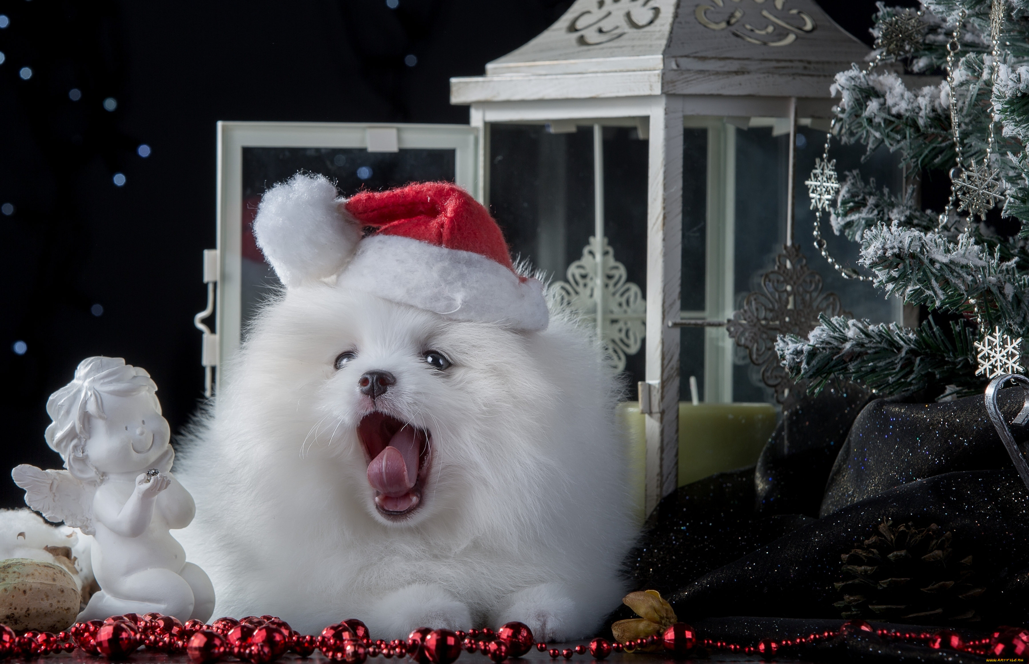 животные, собаки, ангелочек, собака, статуэтка, ёлка, колпак, шпиц, бусы