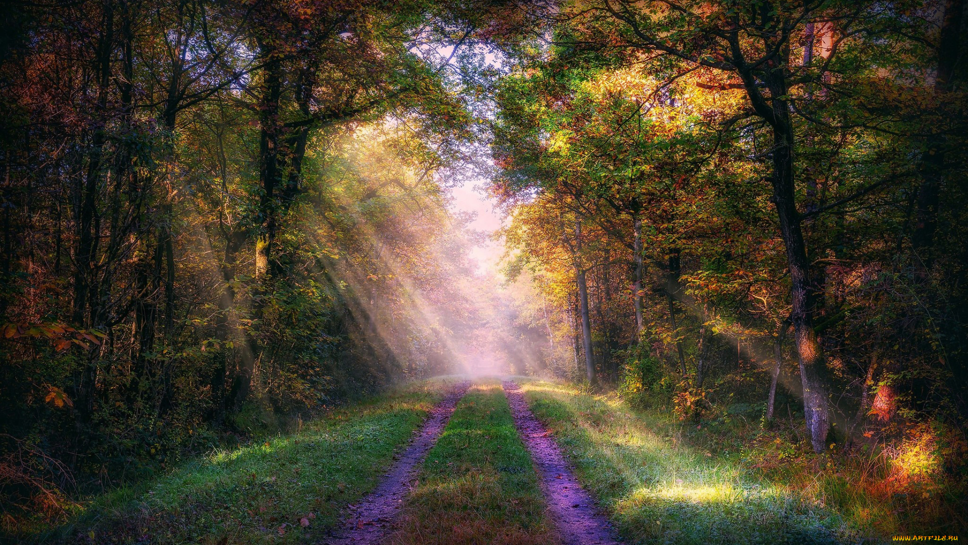 природа, дороги, лес, дорога, деревья