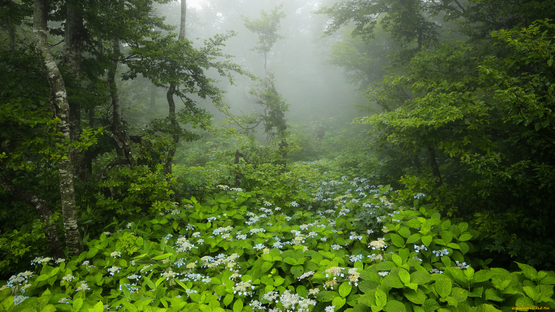природа, лес, деревья