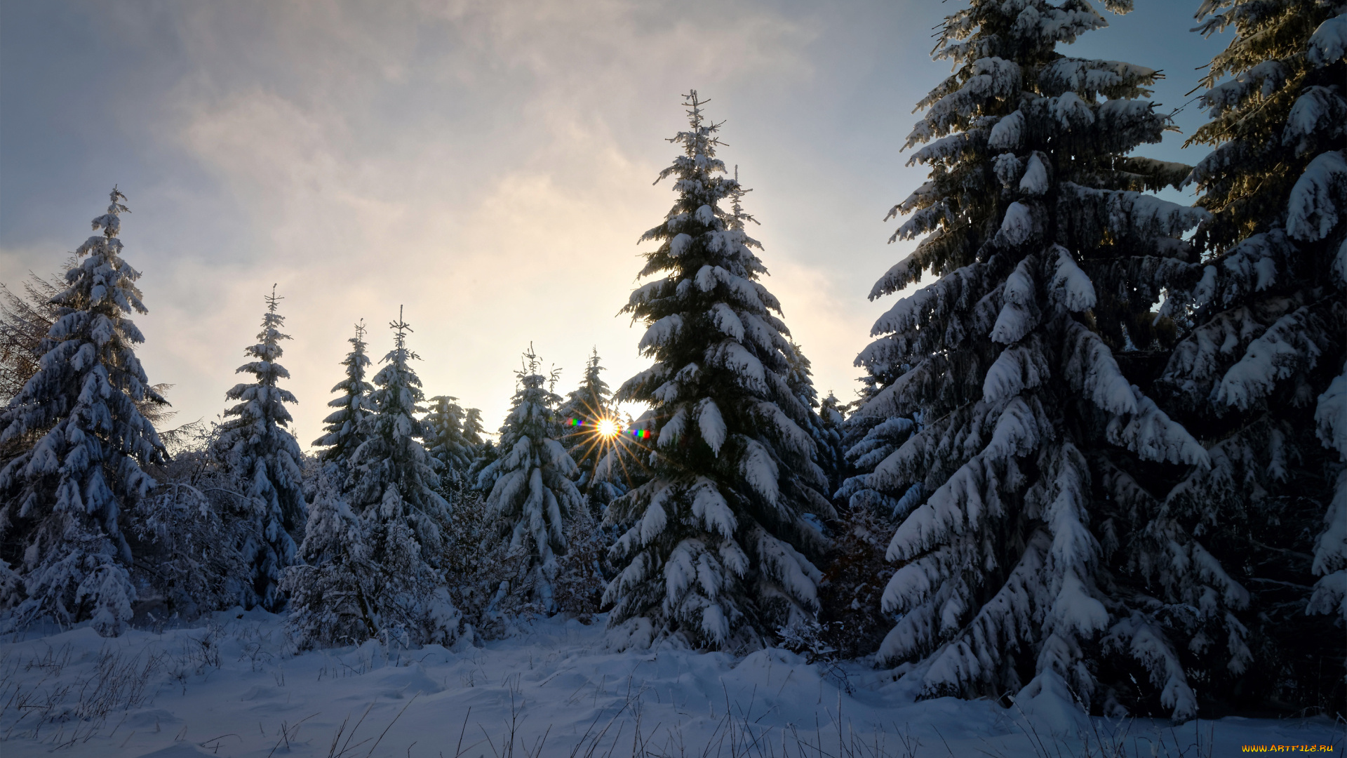 природа, лес, деревья, снег