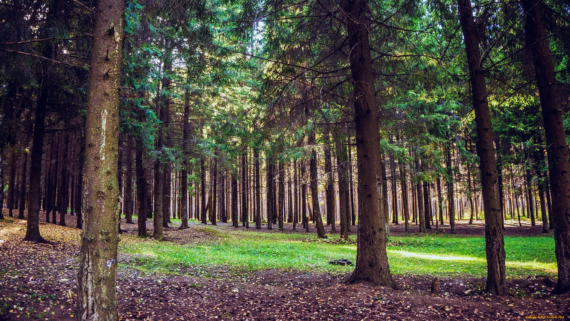 природа, лес, осень, сосны