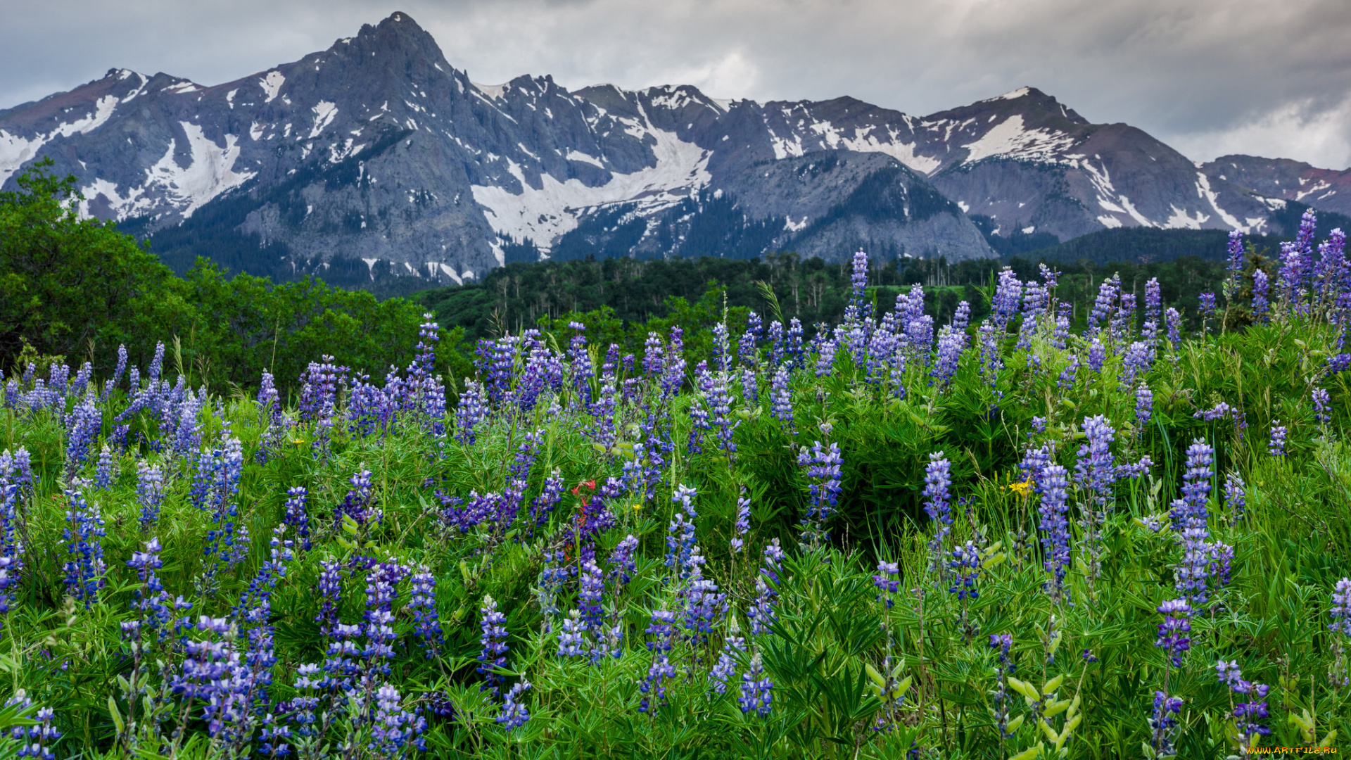 природа, луга, простор
