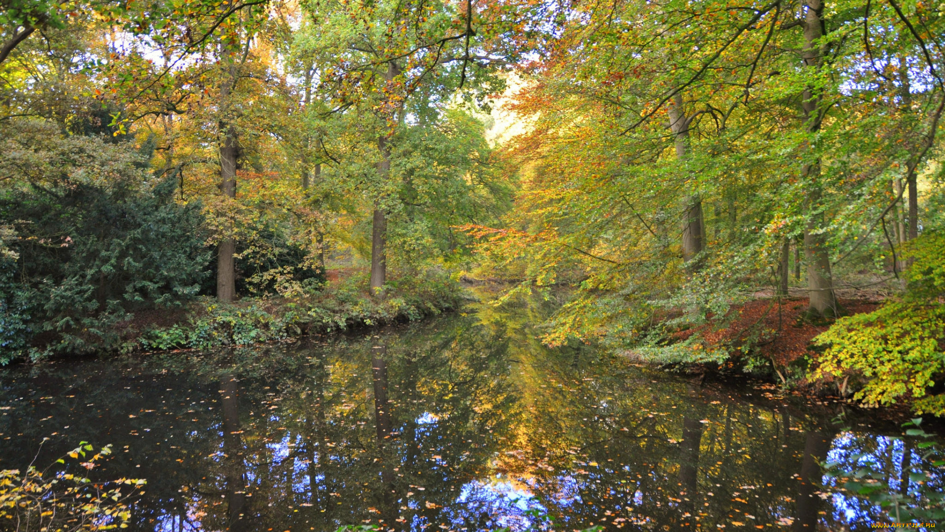 природа, реки, озера, река, лес