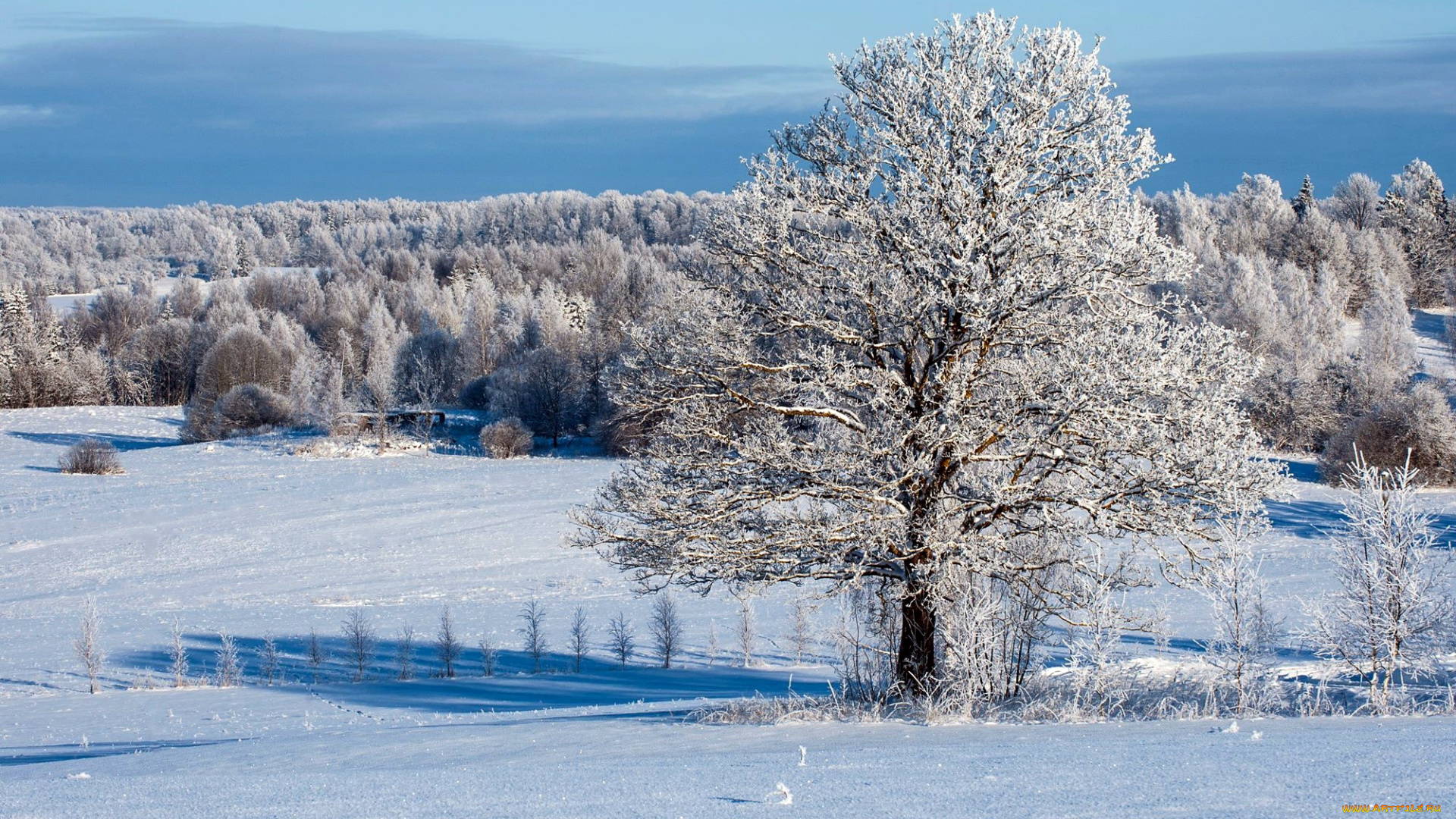 природа, зима, деревья, снег