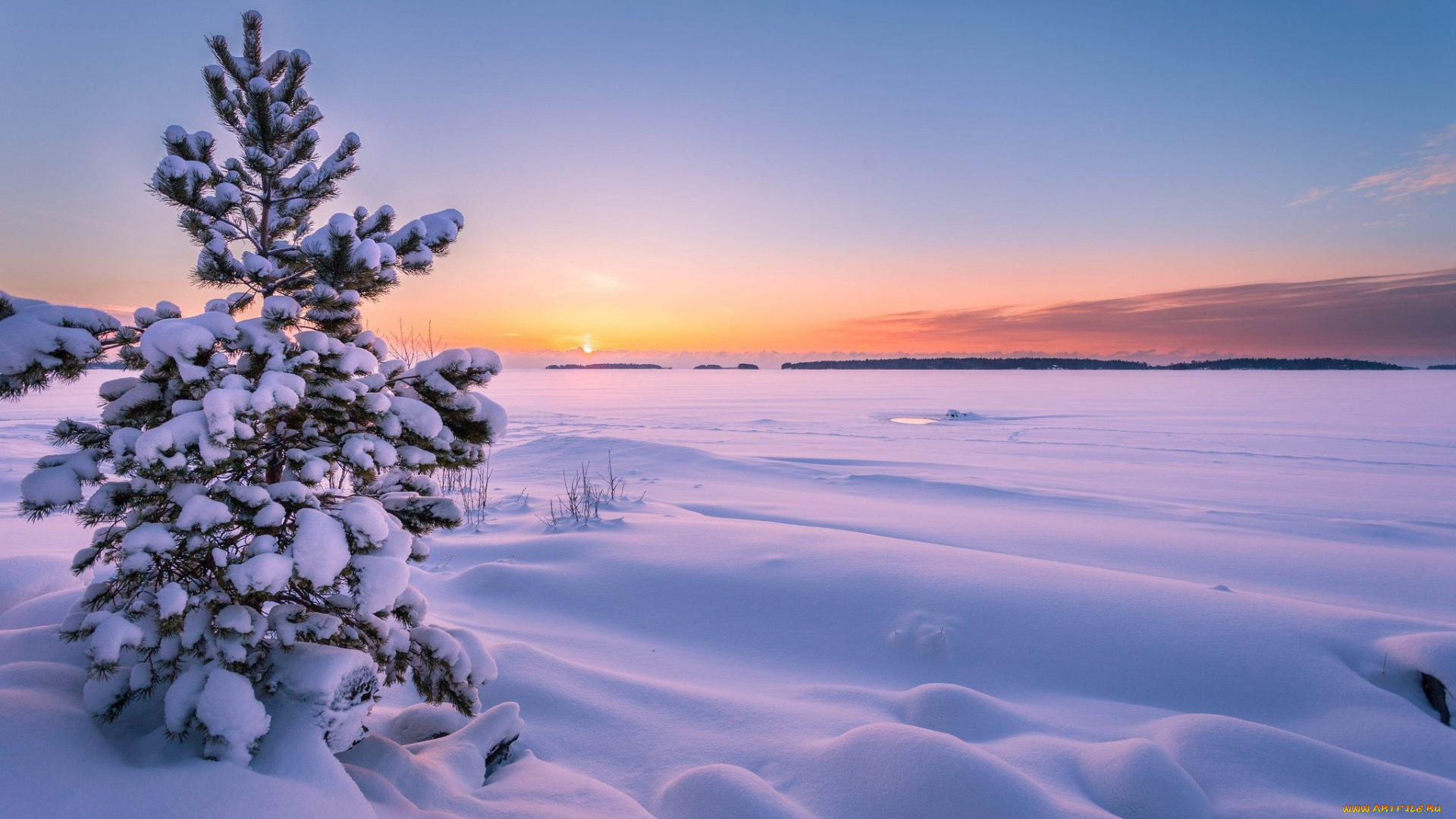 природа, зима, снег, поле, елка, сугробы