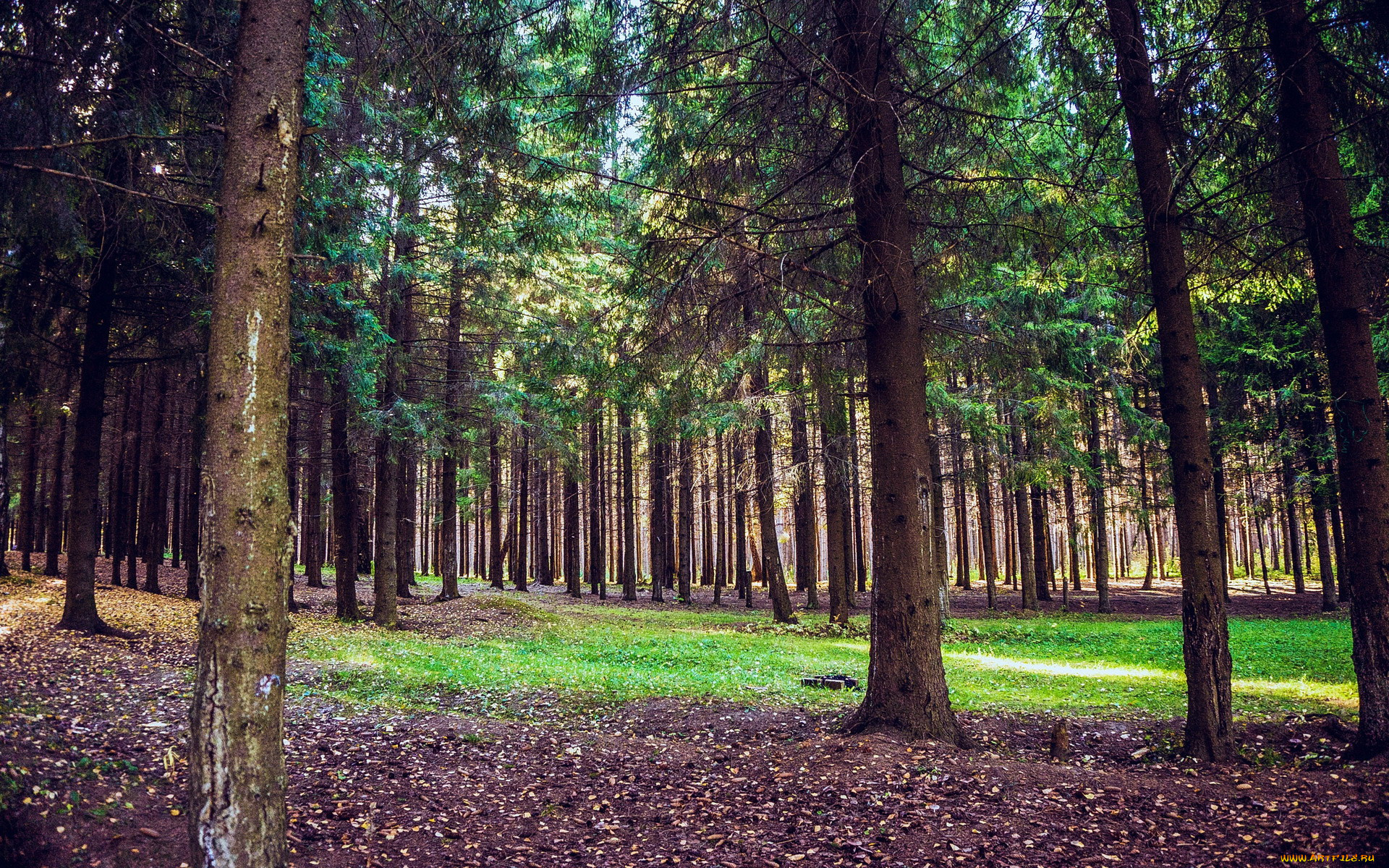 природа, лес, осень, сосны
