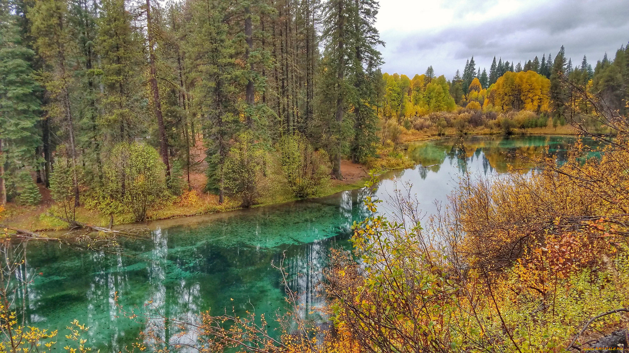 природа, реки, озера, лес, река