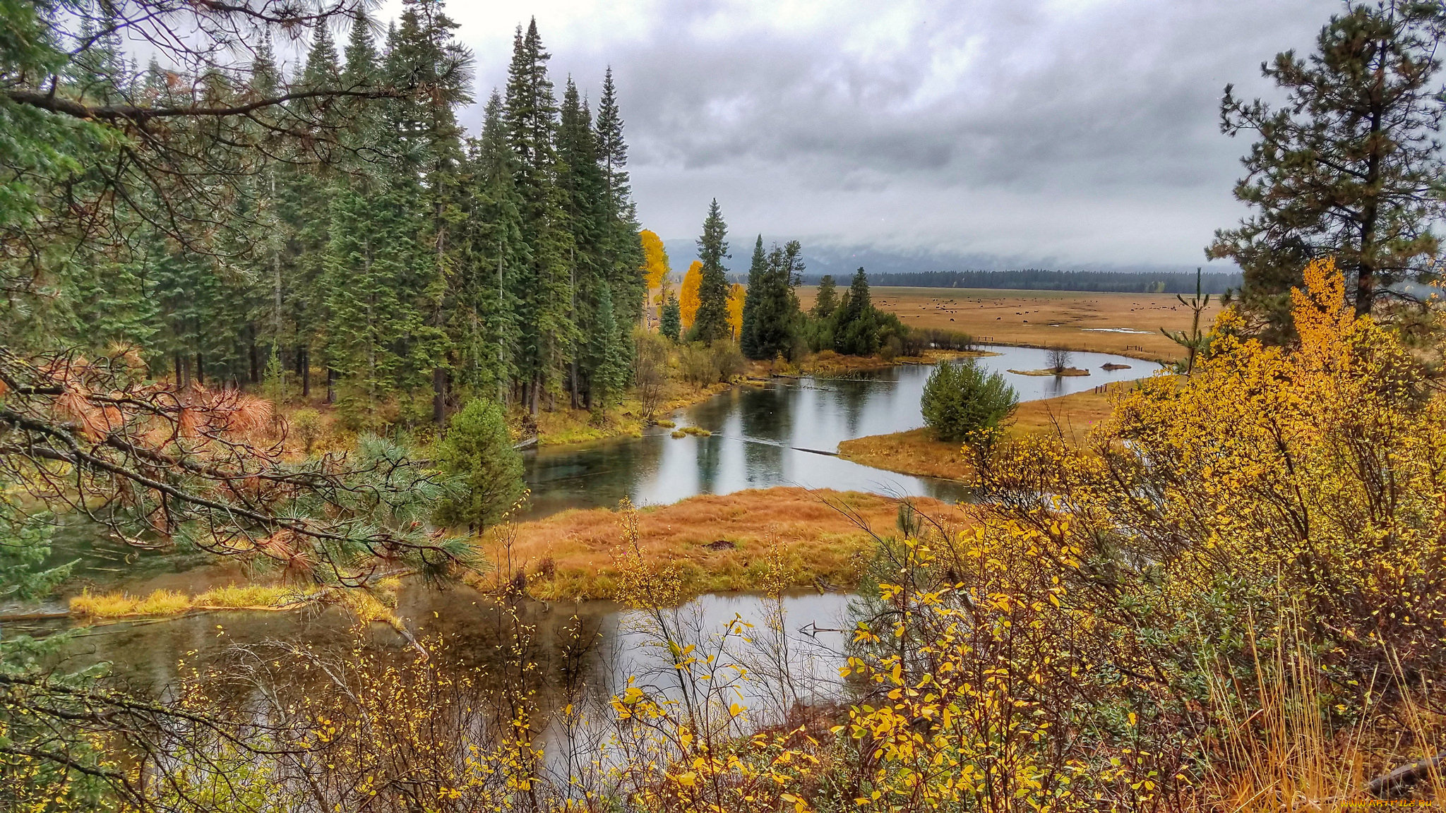 природа, реки, озера, лес, река