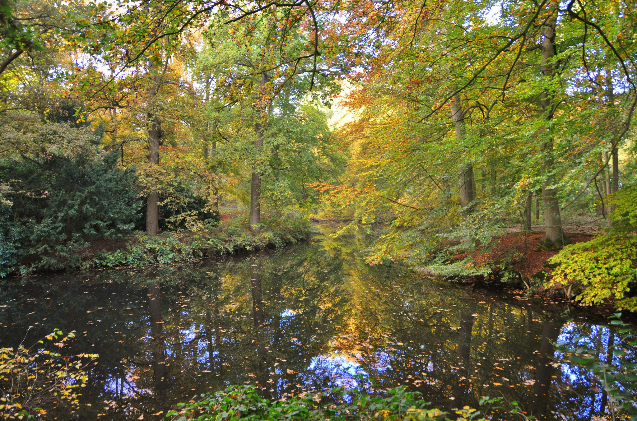 природа, реки, озера, река, лес