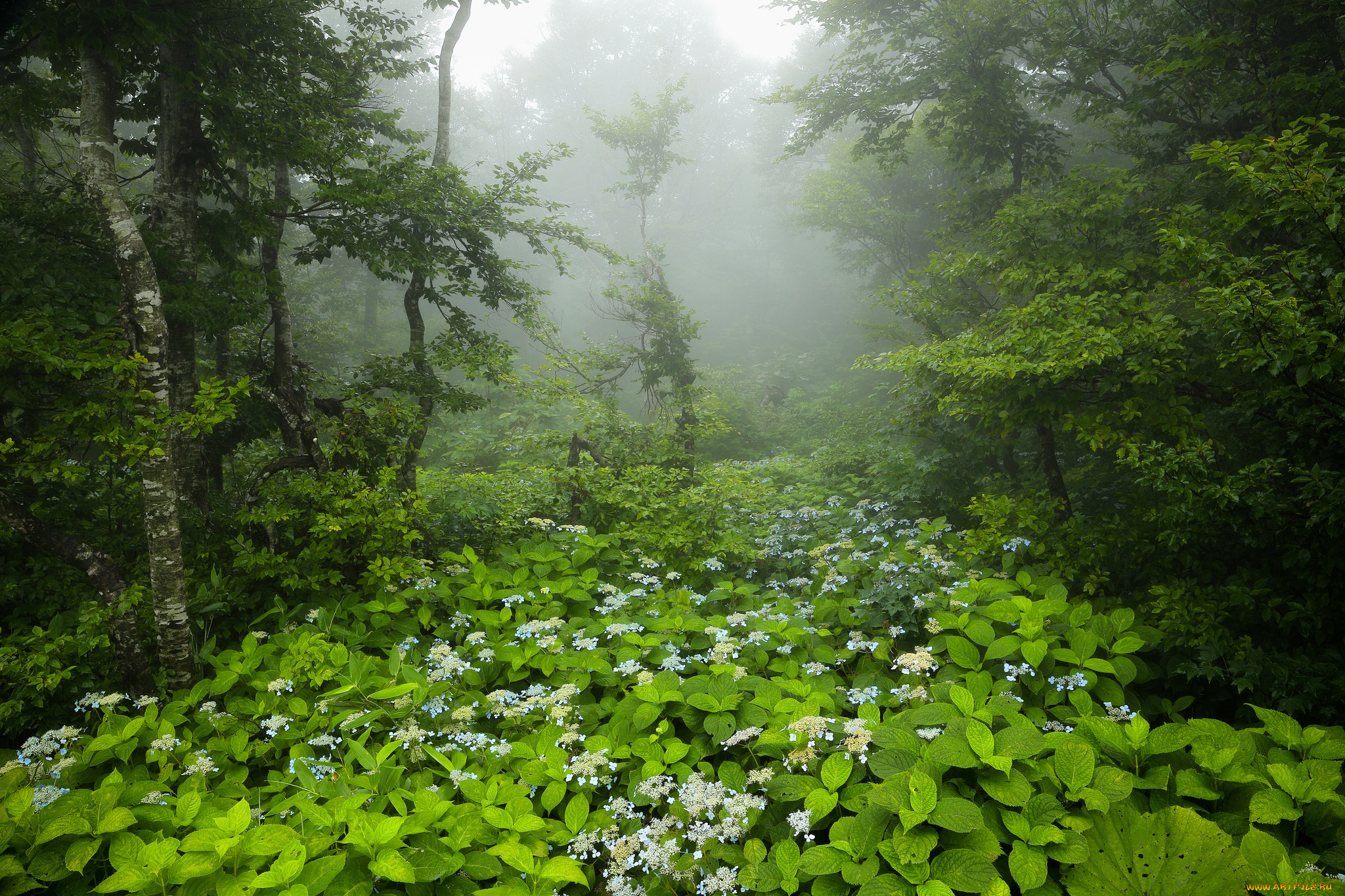 природа, лес, деревья