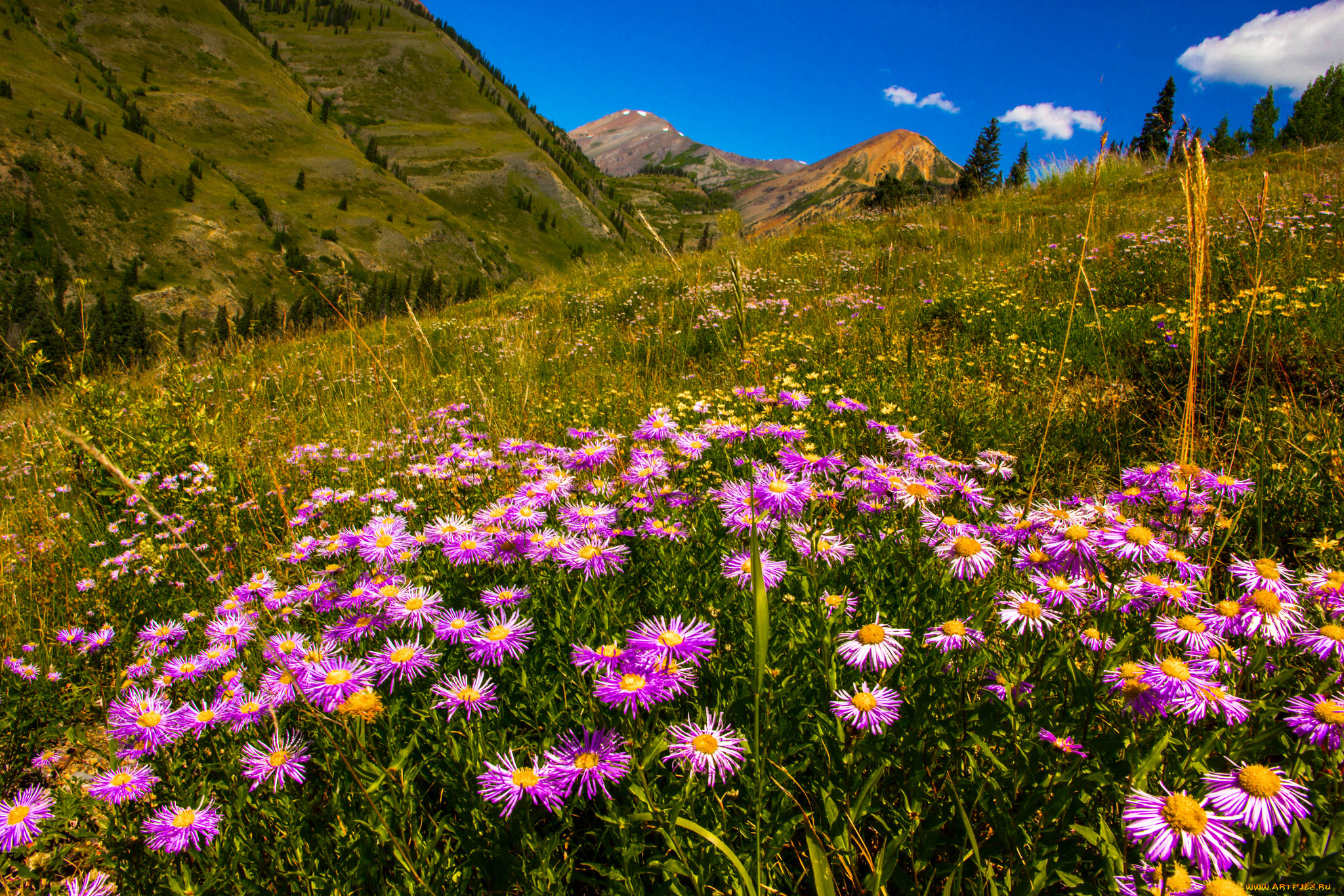 природа, луга, простор