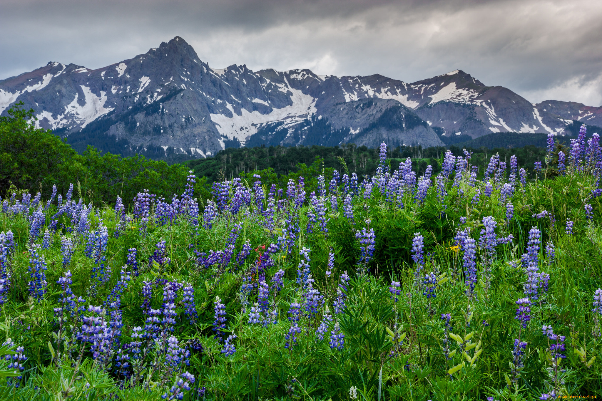 природа, луга, простор
