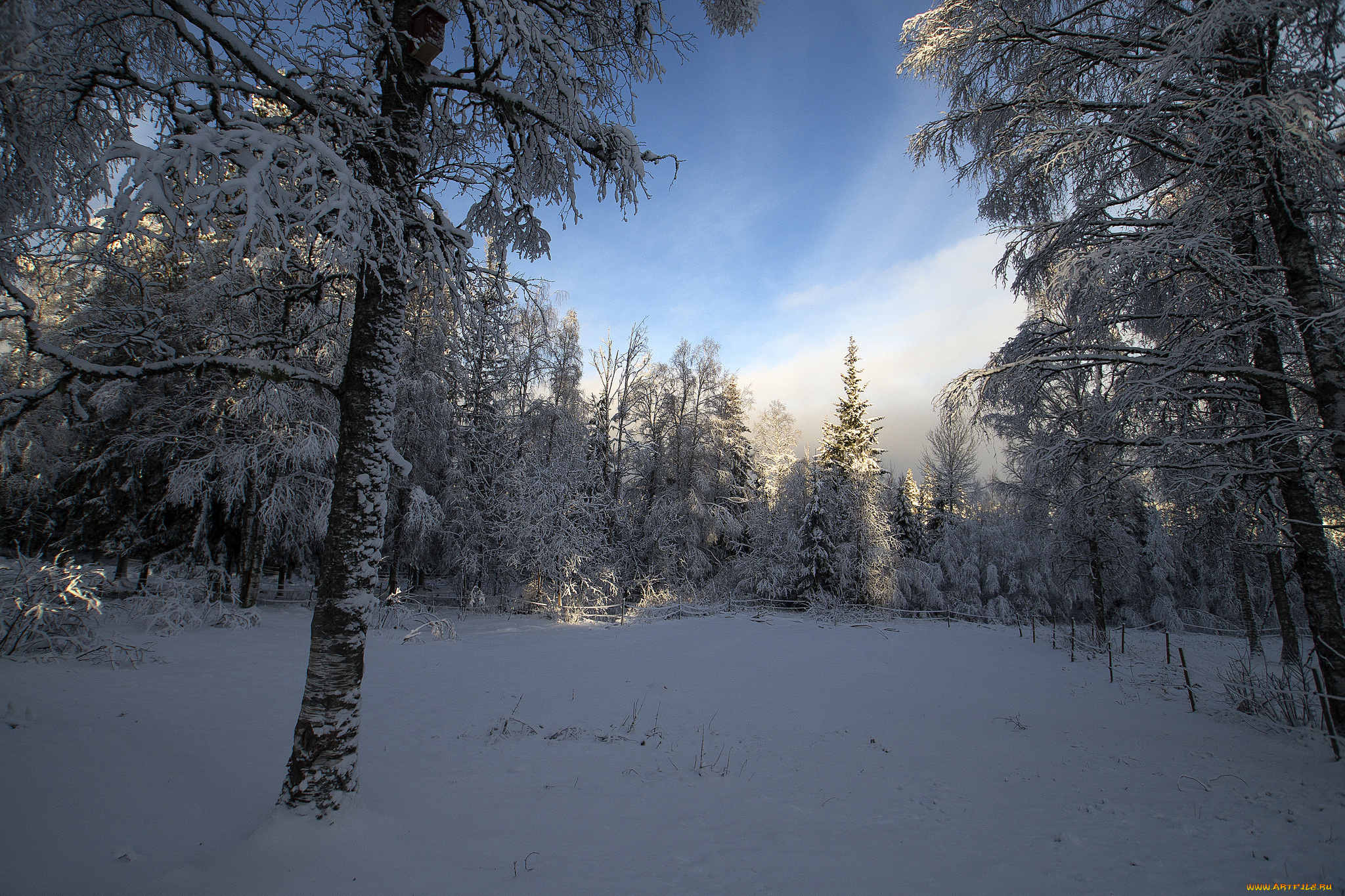 природа, зима, снег