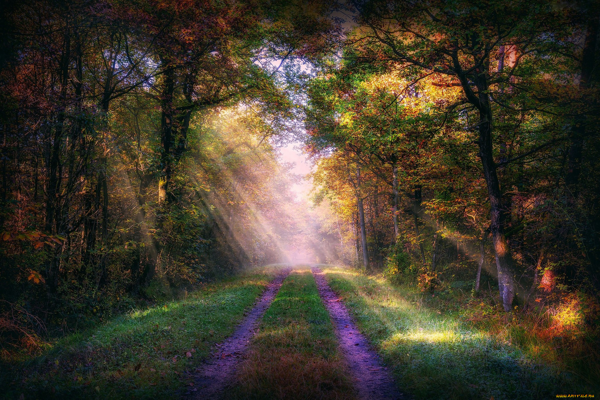 природа, дороги, лес, дорога, деревья