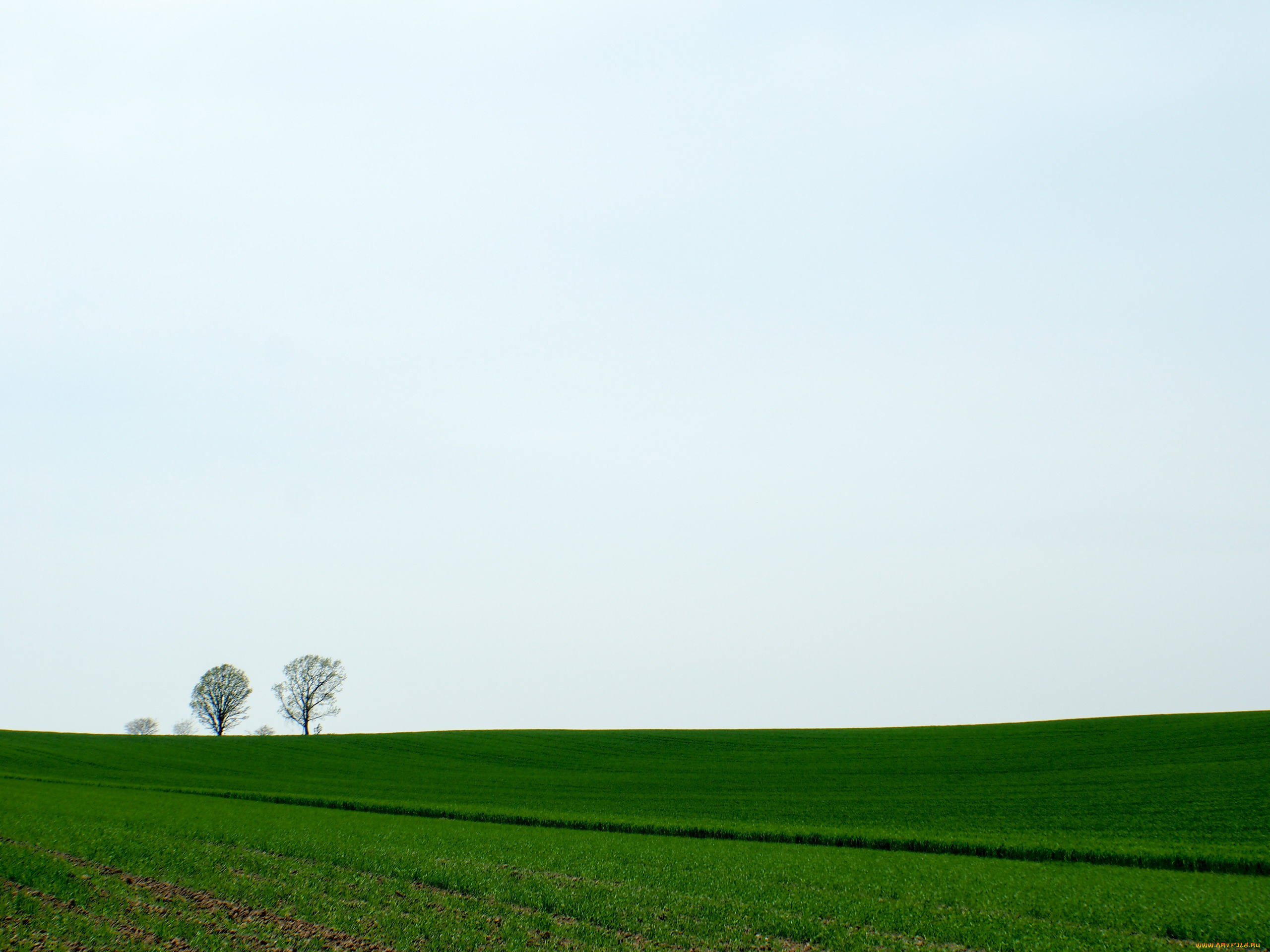 природа, поля, весна, всходы, зелень