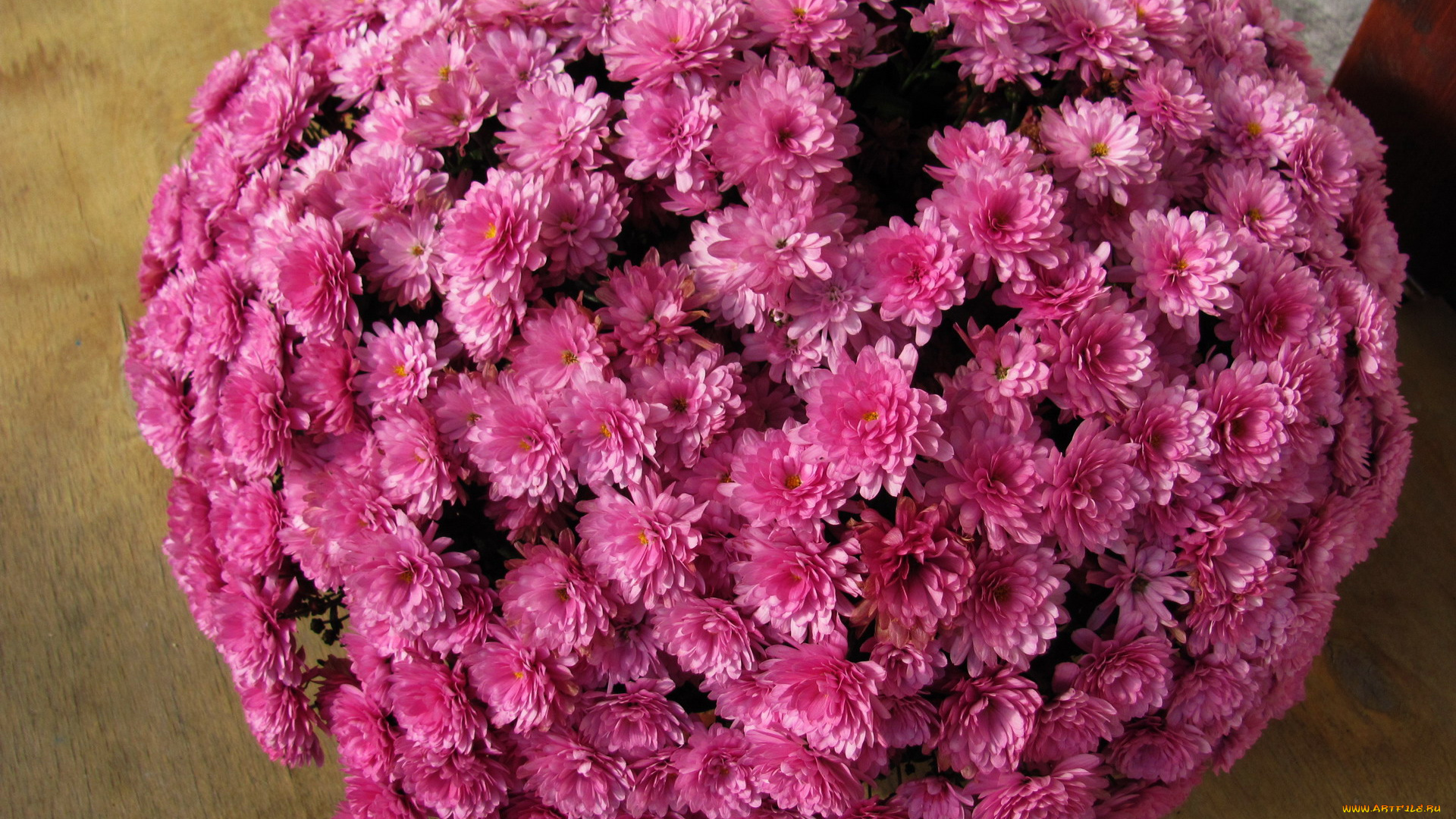 цветы, хризантемы, розовый