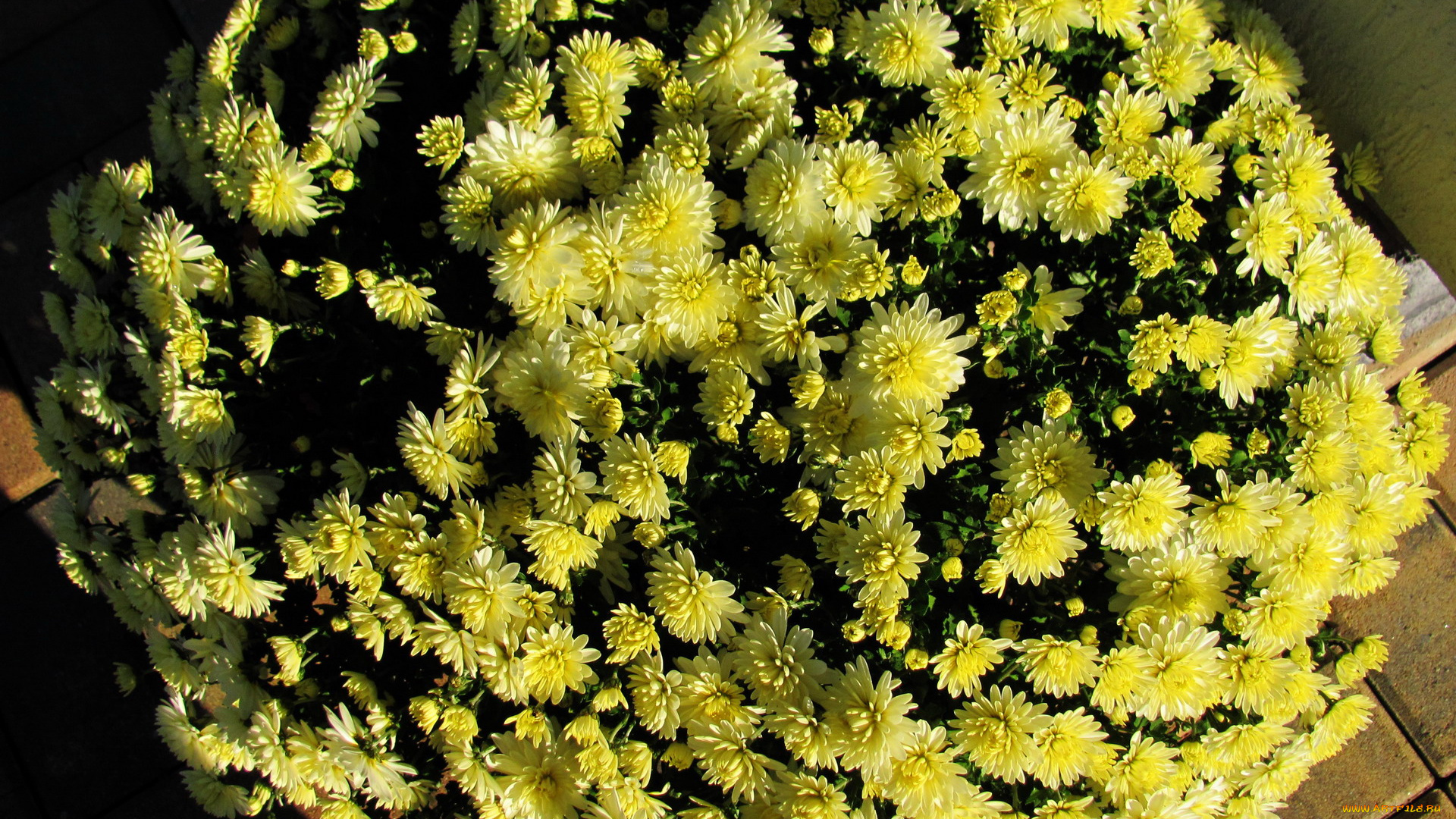 цветы, хризантемы, желтый