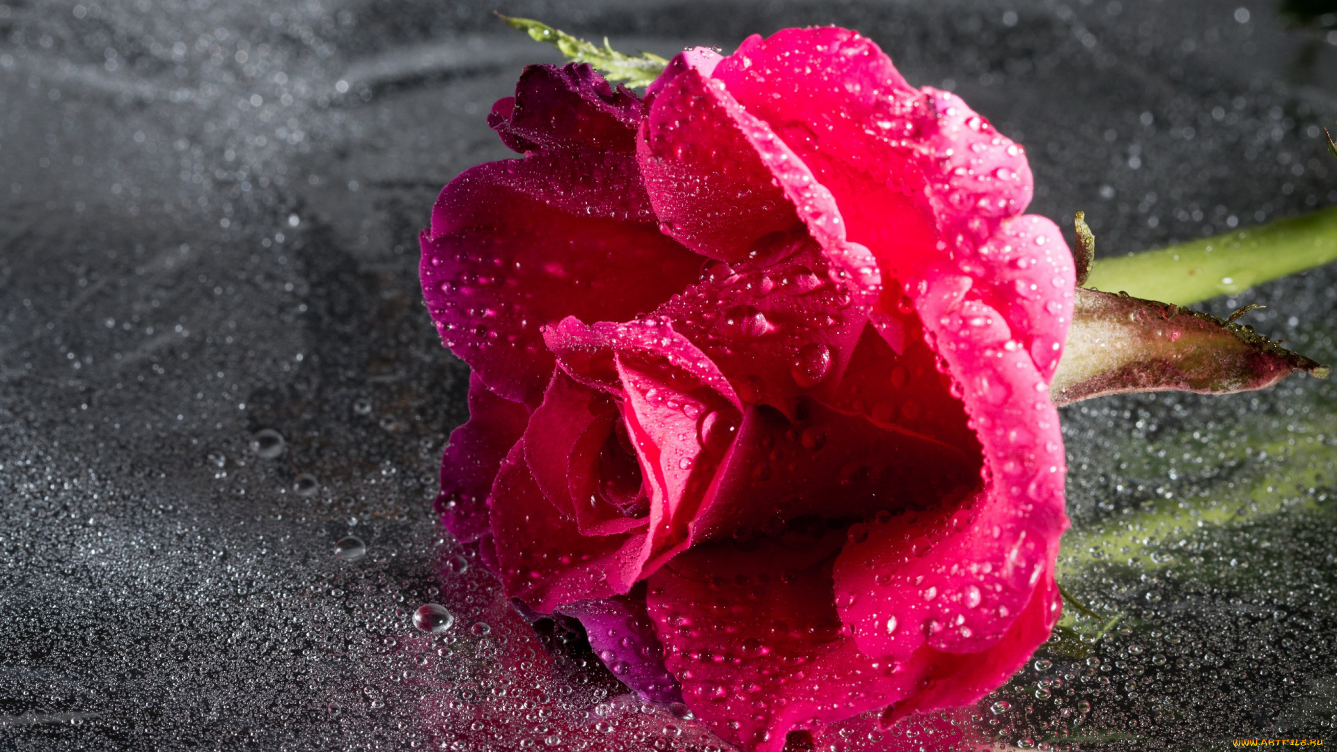 цветы, розы, капли, лепестки, бутон