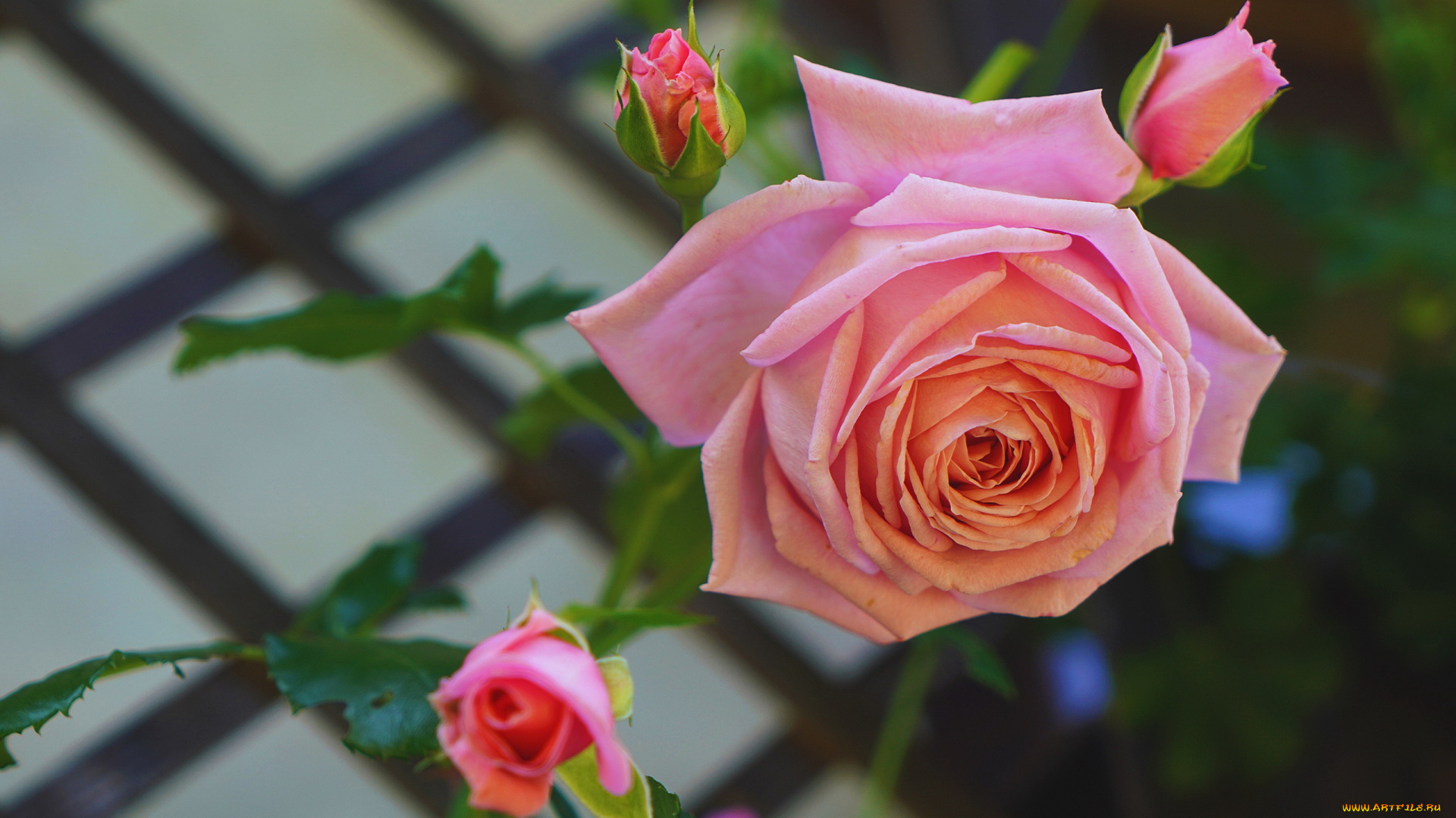 цветы, розы, розовый