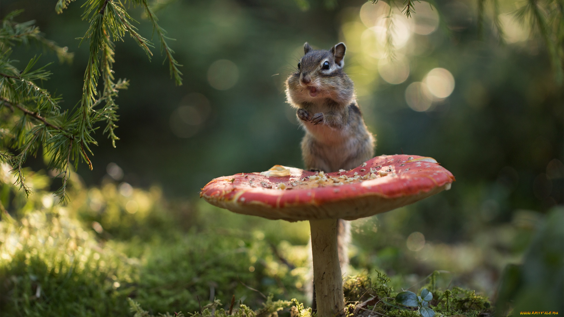 животные, бурундуки, зверюшка, грызун, боке, бурундук, мухомор, мох, гриб, ветки, лес