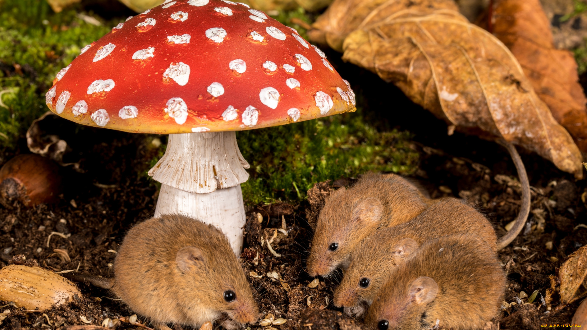 животные, крысы, , мыши, мышка
