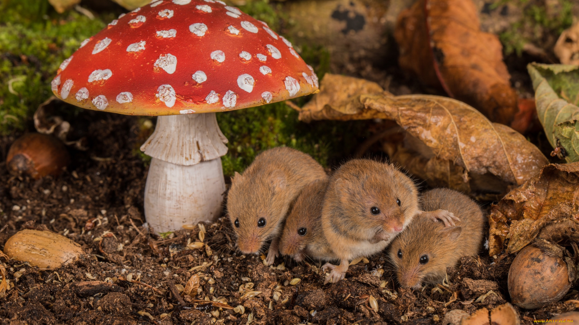 животные, крысы, , мыши, мышка