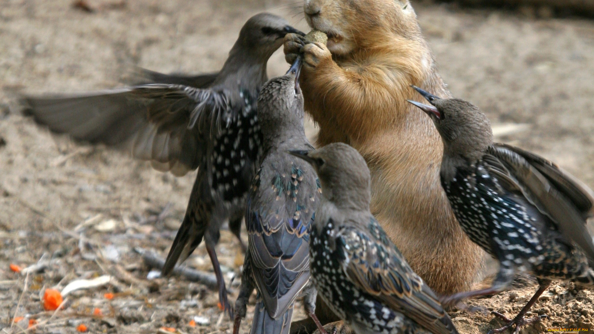 животные, разные, вместе, еда, скворцы, сурок