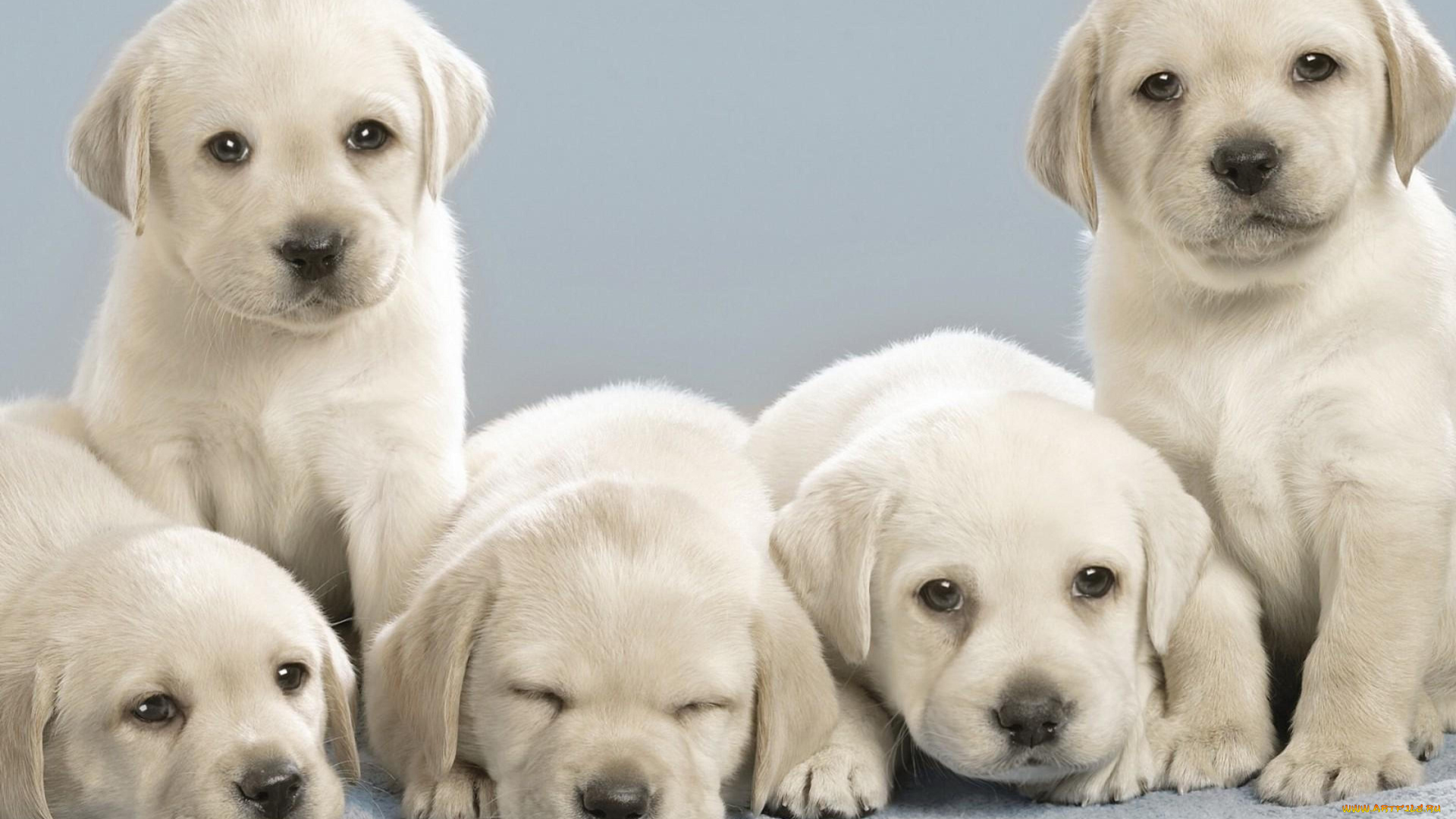 животные, собаки, лабрадоры, щенки