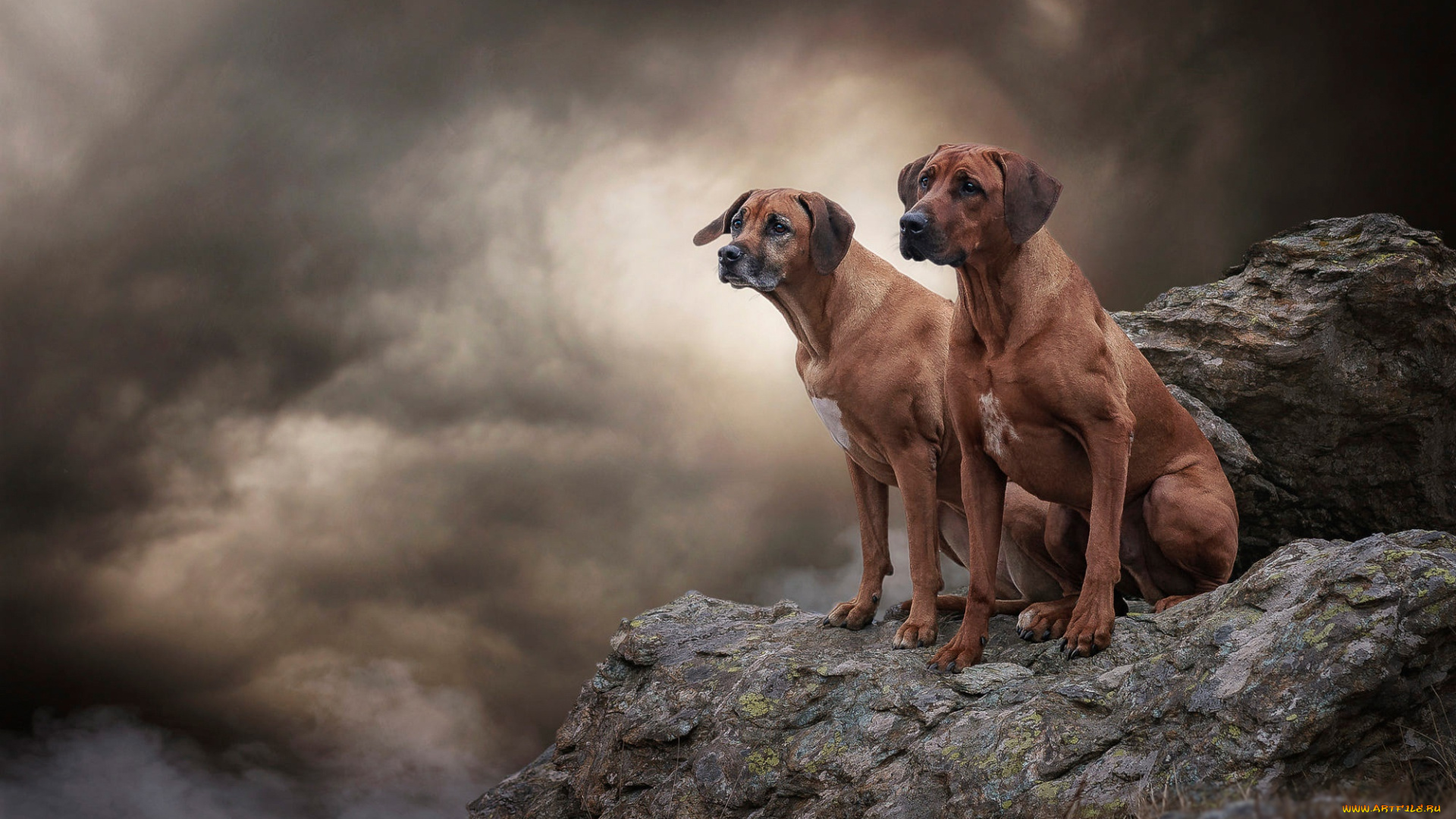 животные, собаки, пара, высота, две, дым, вместе, скалы, обрыв, фон, камни, поза, природа, тучи, облака, взгляд, небо