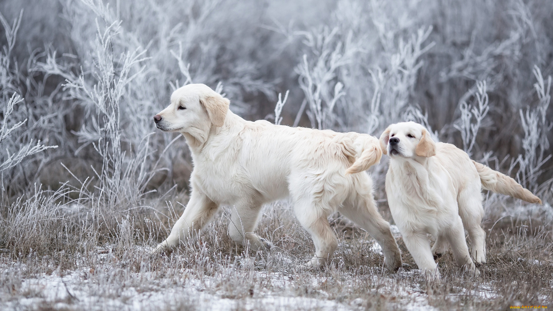 животные, собаки, снег, взгляд