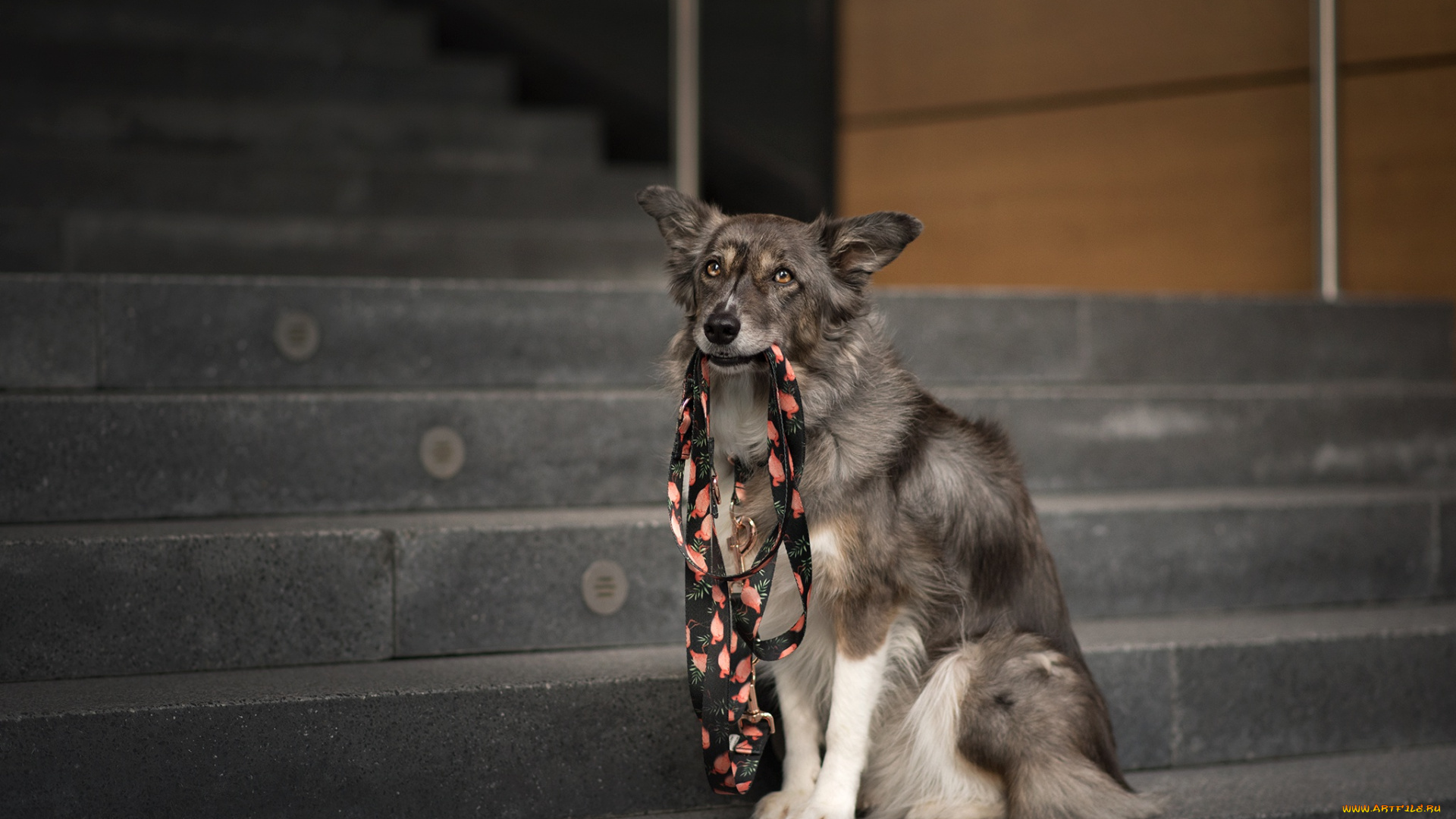 животные, собаки, собака, город, морда, держит, в, зубах, бордер-колли, сидит, поводок, лестница, ступени, взгляд