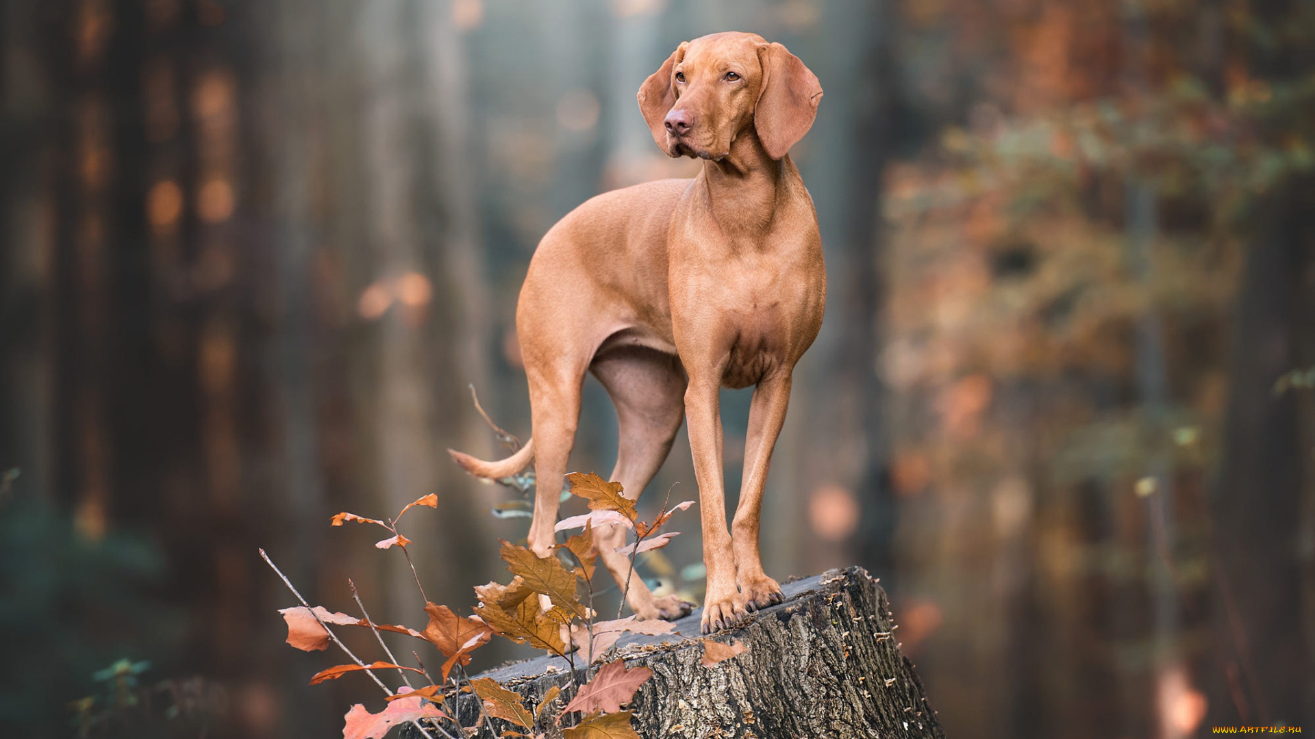 животные, собаки, веймаранер, коричневая, собака, пень, поза, взгляд, осень