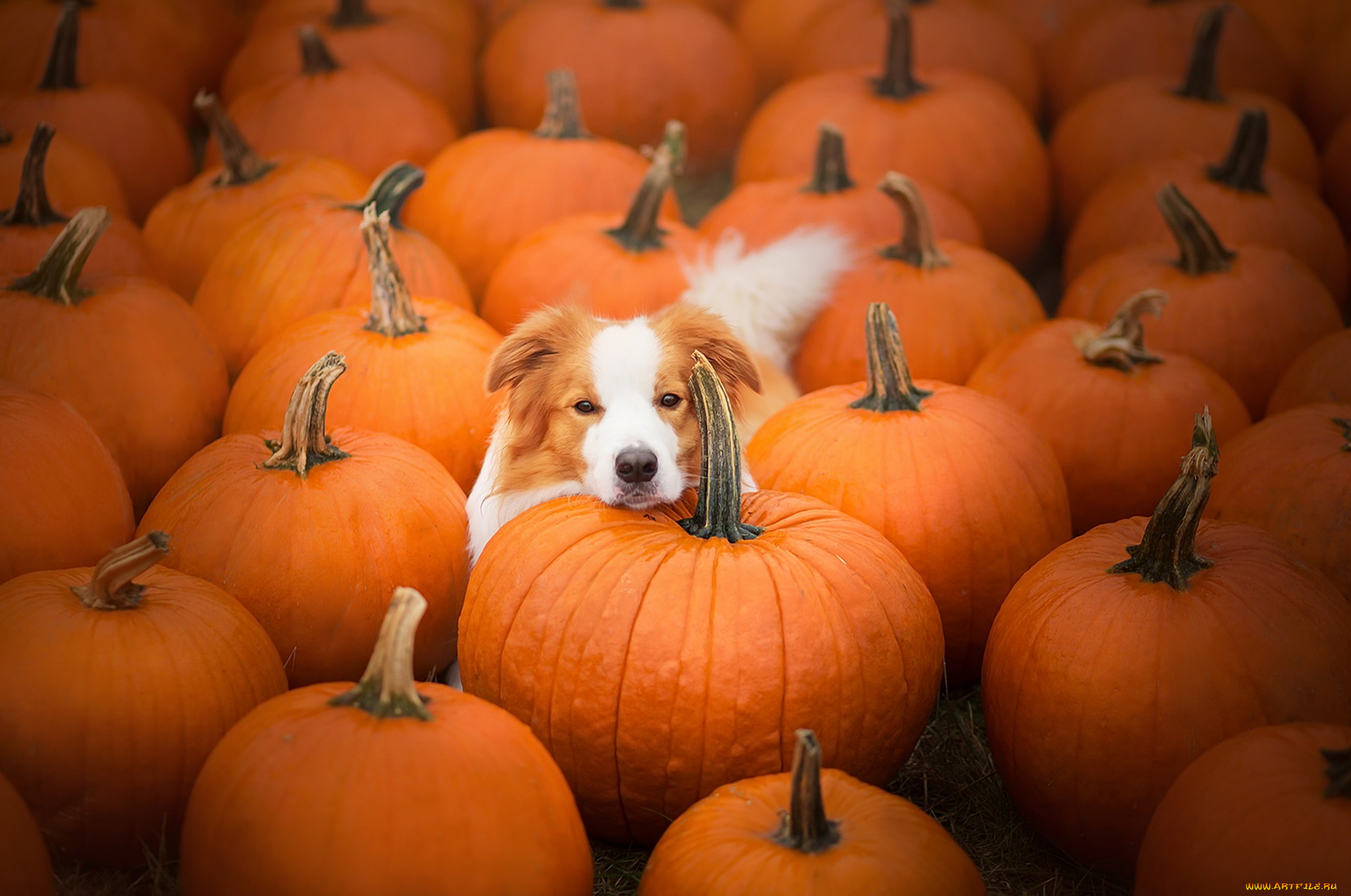 животные, собаки, тыквы, бигль, собака