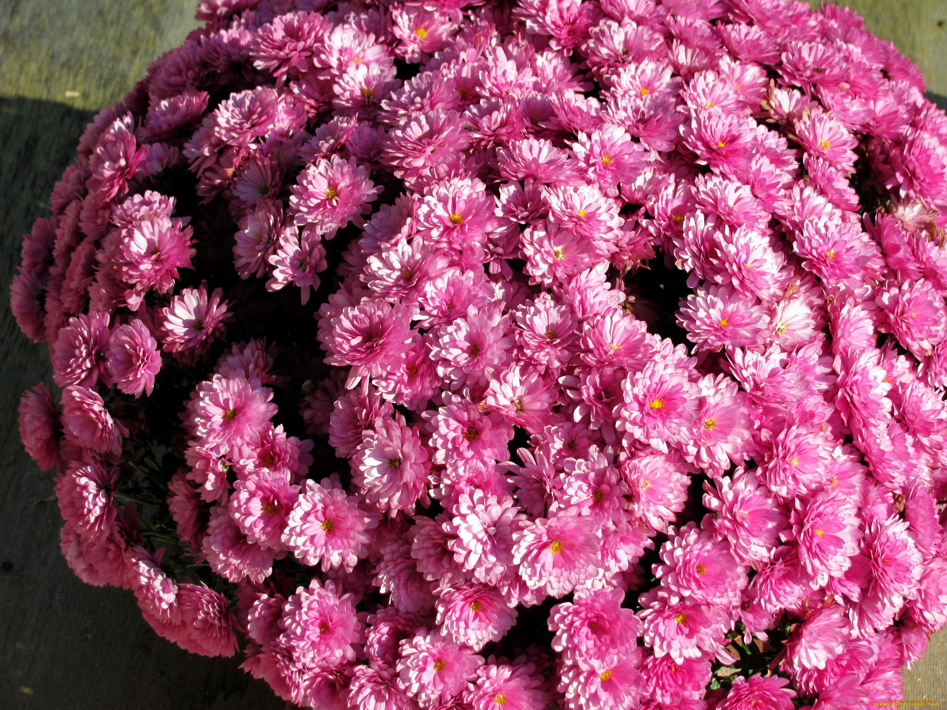 цветы, хризантемы, розовый