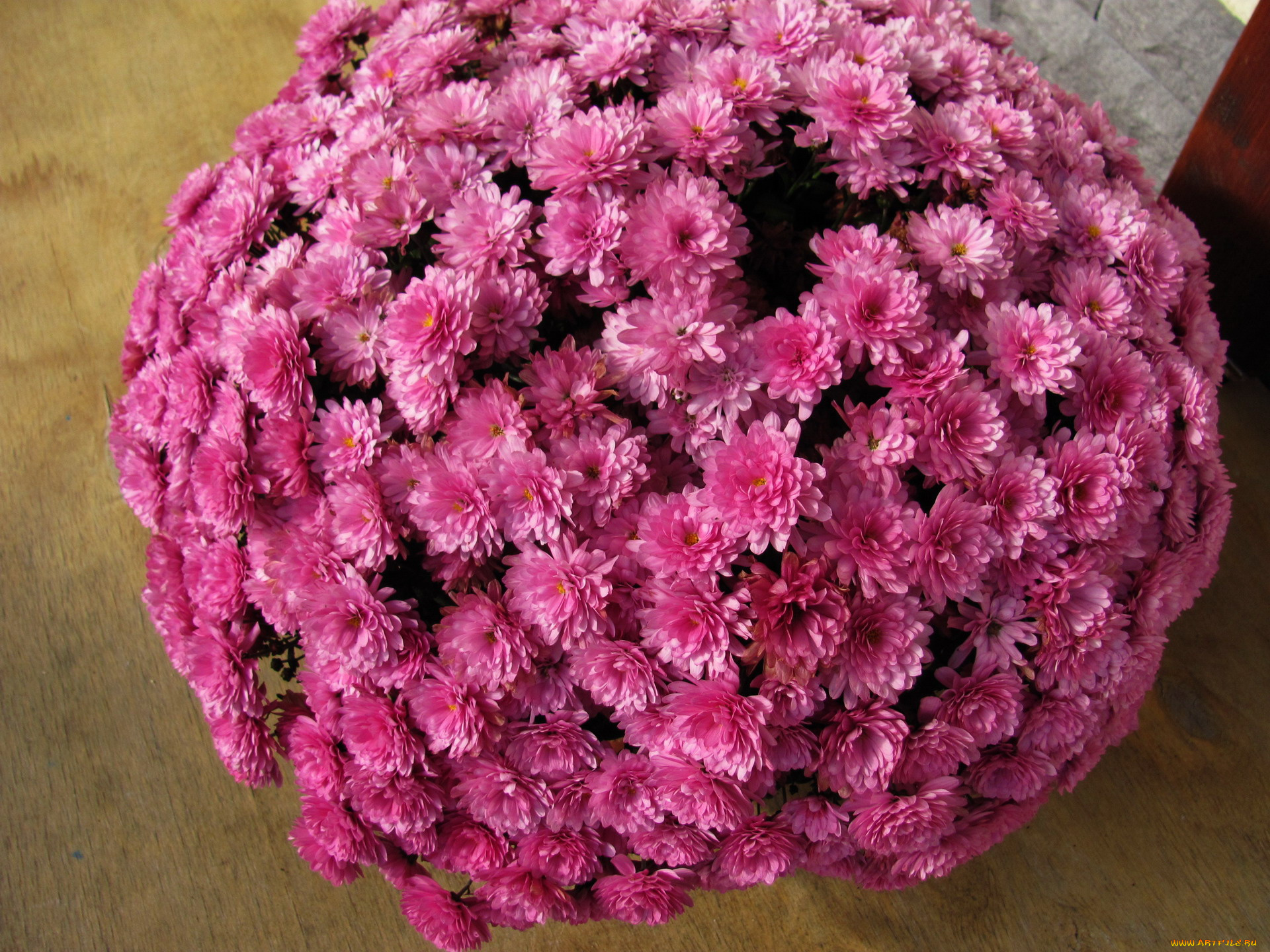 цветы, хризантемы, розовый