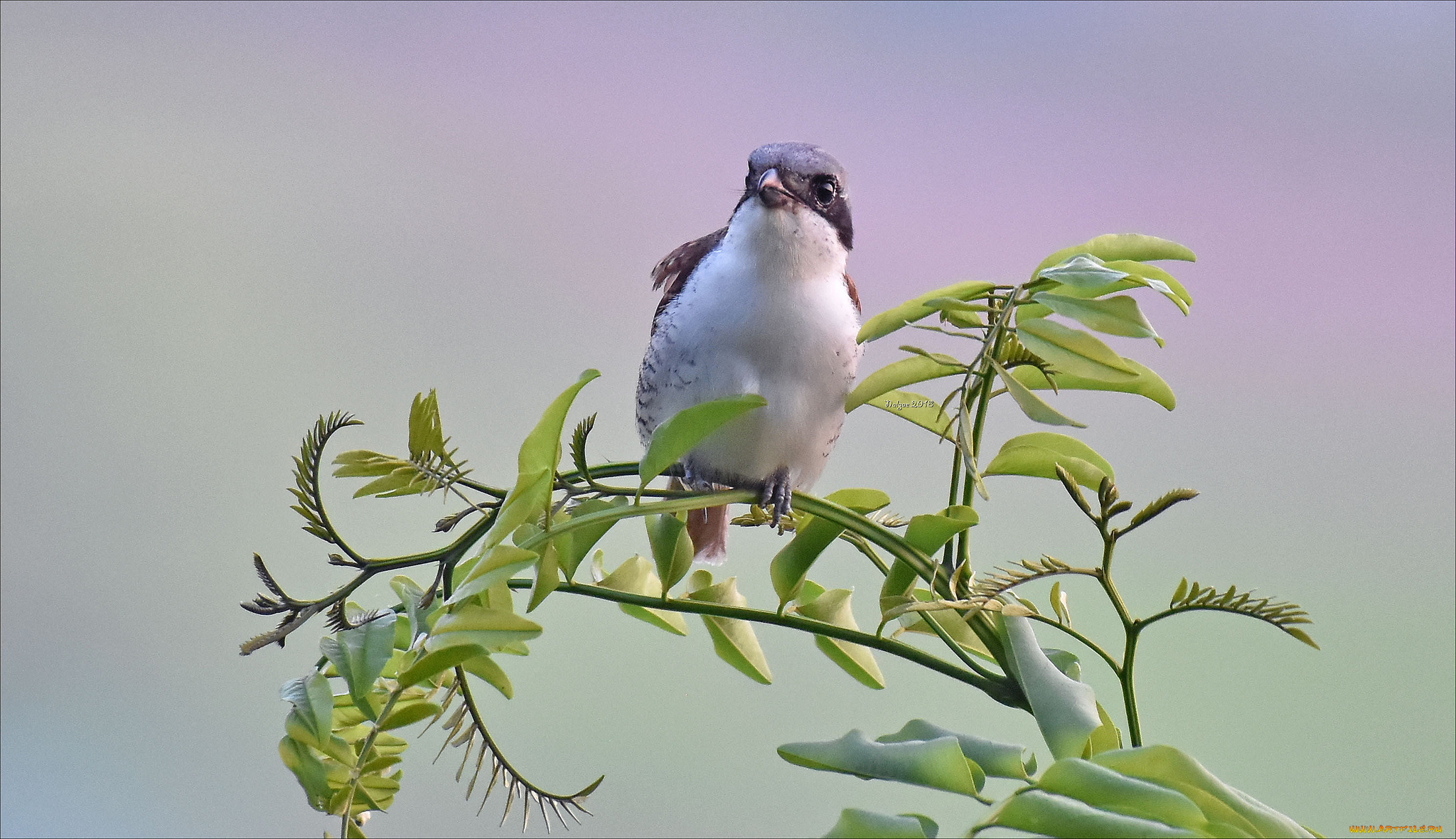 животные, птицы, птичка