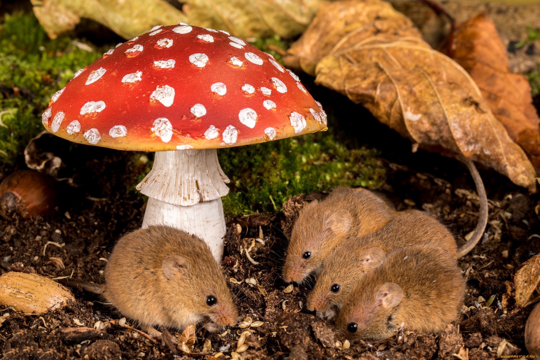 животные, крысы, , мыши, мышка