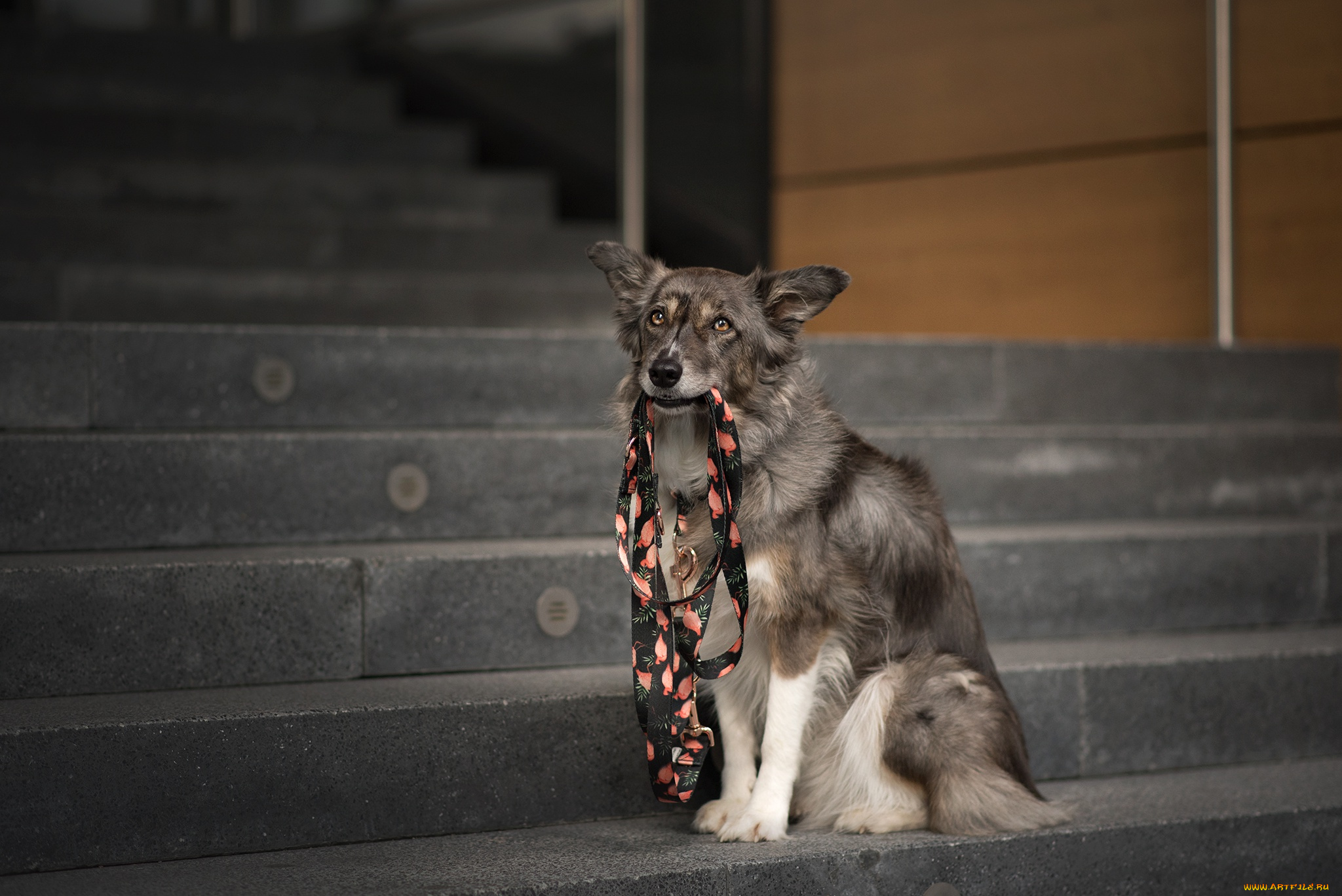 животные, собаки, собака, город, морда, держит, в, зубах, бордер-колли, сидит, поводок, лестница, ступени, взгляд