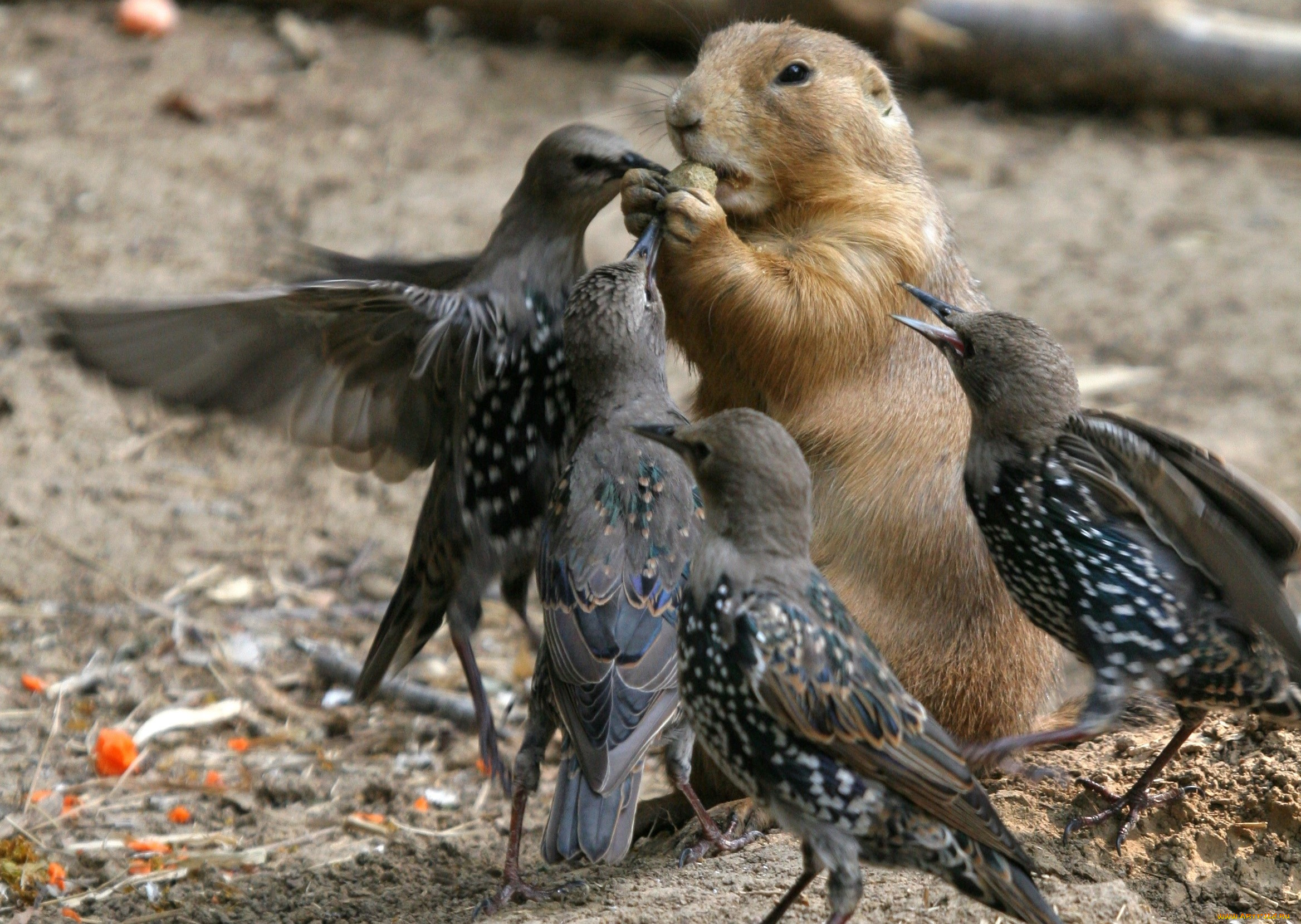 животные, разные, вместе, еда, скворцы, сурок