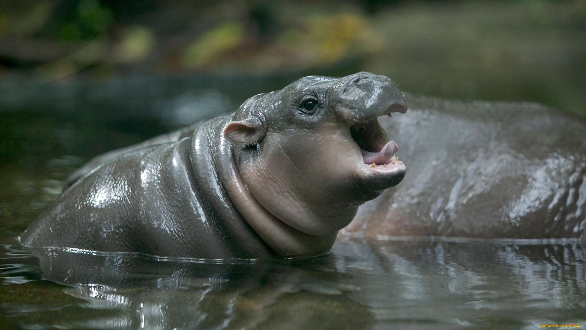 бегемотик, животные, бегемоты, детёныш, бегемот, hippopotamus, млекопитающие, китопарнокопытные, бегемотовые, клыки, пасть, вода