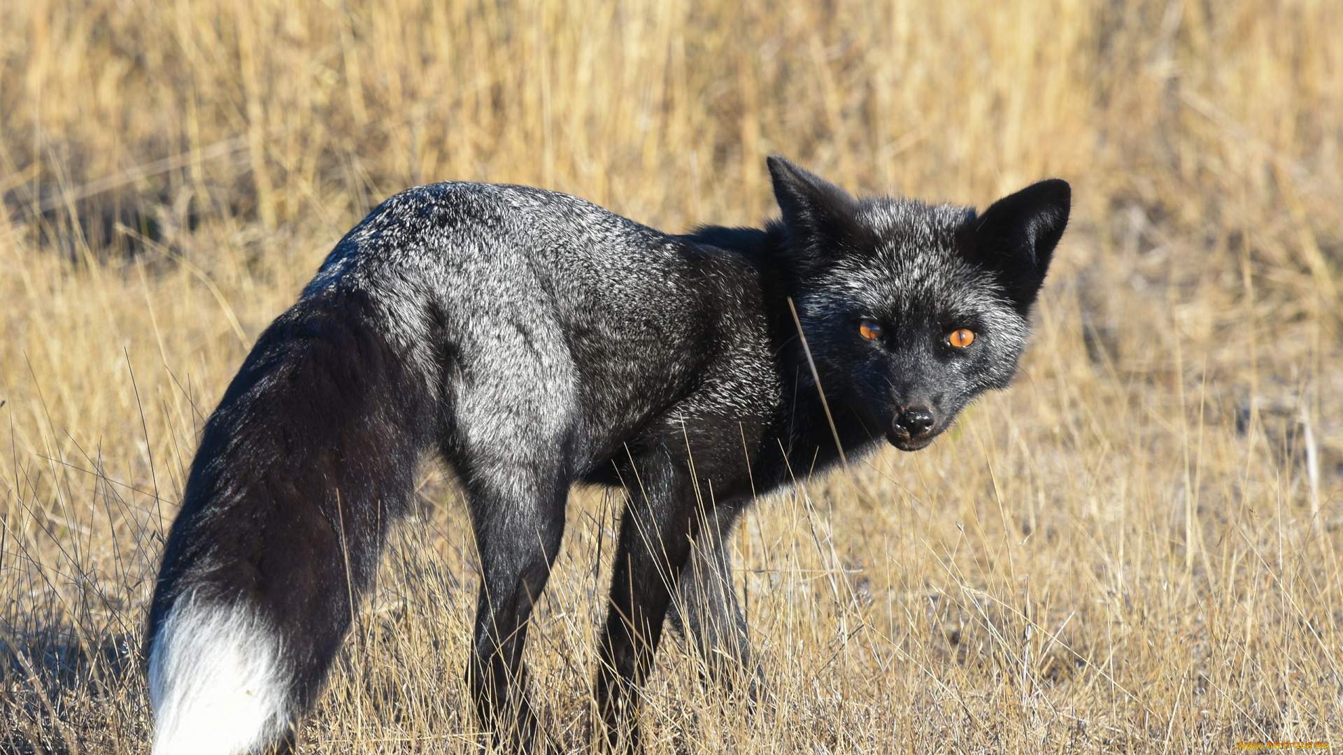 чернобурая, лисица, животные, лисы, чернобурая, лисица, black, fox, чернобурка, псовые, лисицы, млекопитающие, мех, пушнина, чёрная, лиса, хищник