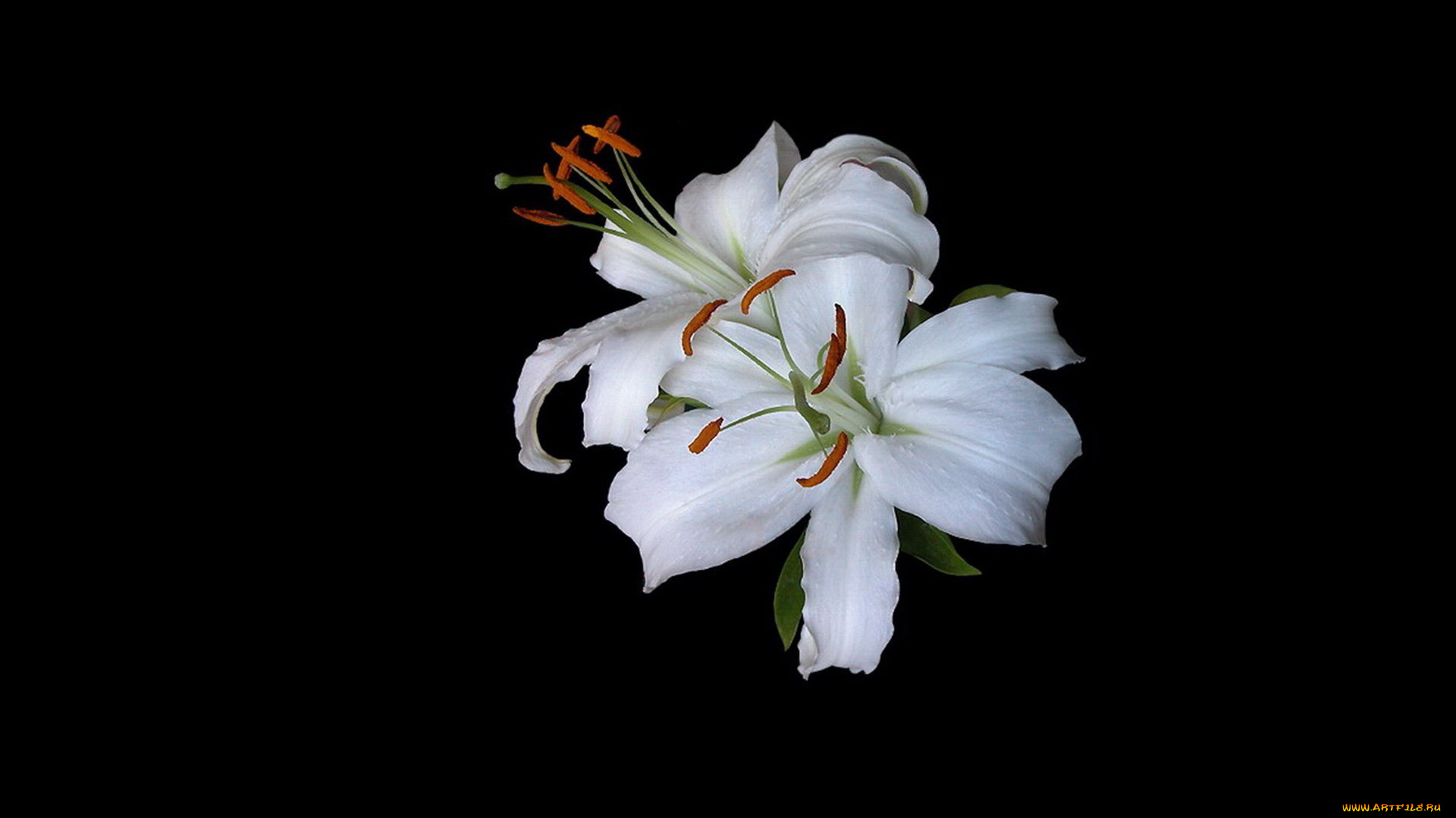 цветы, лилии, , лилейники, белые