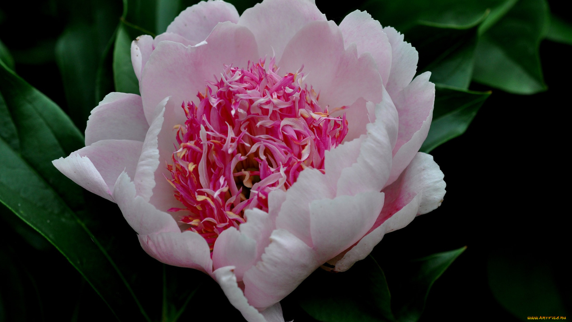 цветы, пионы, пион