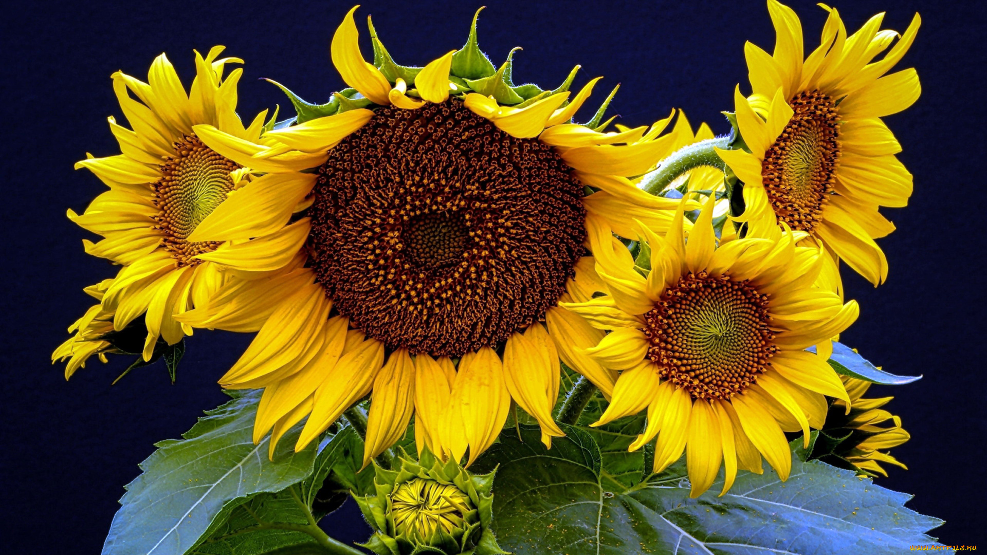 цветы, подсолнухи, подсолнух